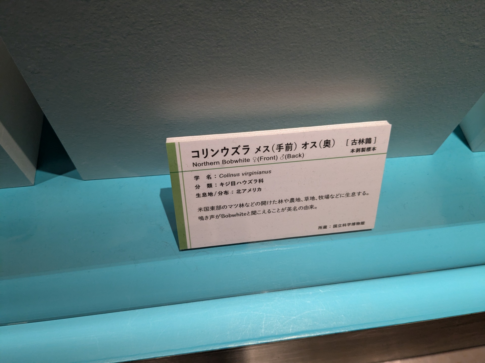 コリンウズラ / イベント: 鳥 ～ゲノム解析が解き明かす新しい鳥類の系統～の写真