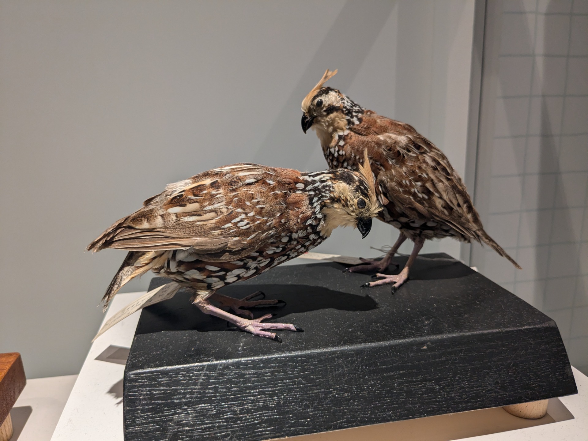 カンムリコリン / イベント: 鳥 ～ゲノム解析が解き明かす新しい鳥類の系統～の写真
