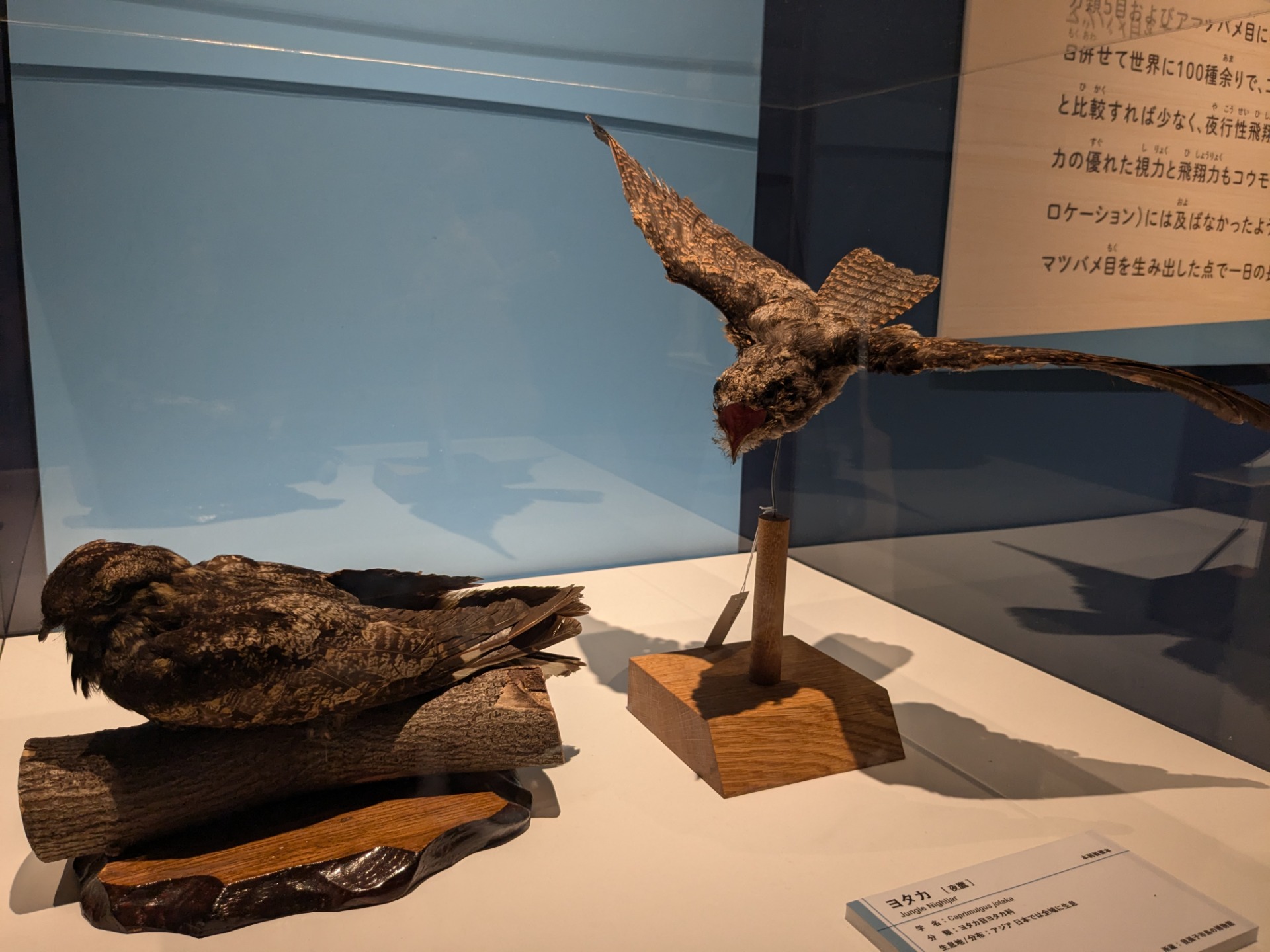 ヨタカ / イベント: 鳥 ～ゲノム解析が解き明かす新しい鳥類の系統～の写真