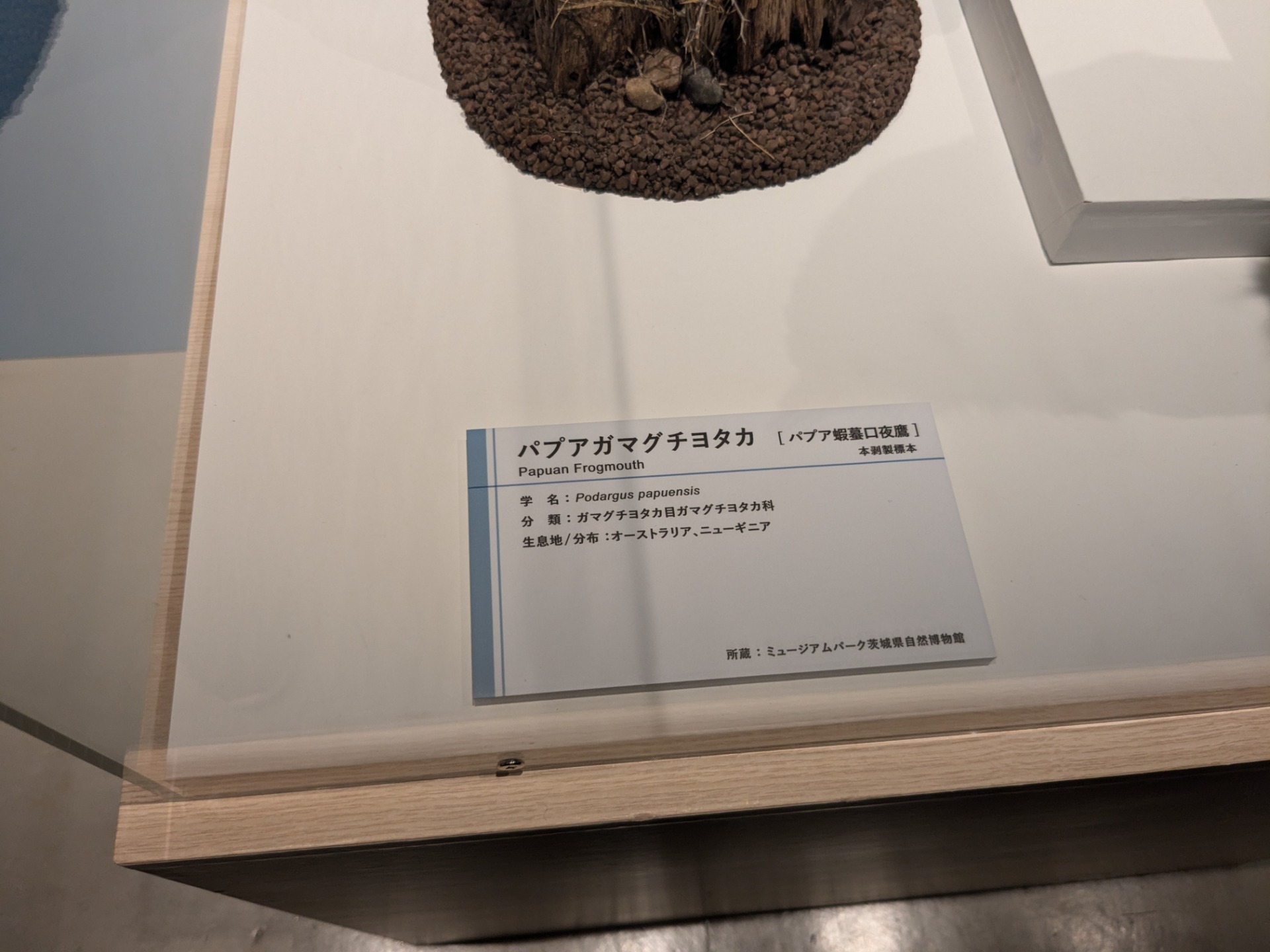 パプアガマグチヨタカ / イベント: 鳥 ～ゲノム解析が解き明かす新しい鳥類の系統～の写真