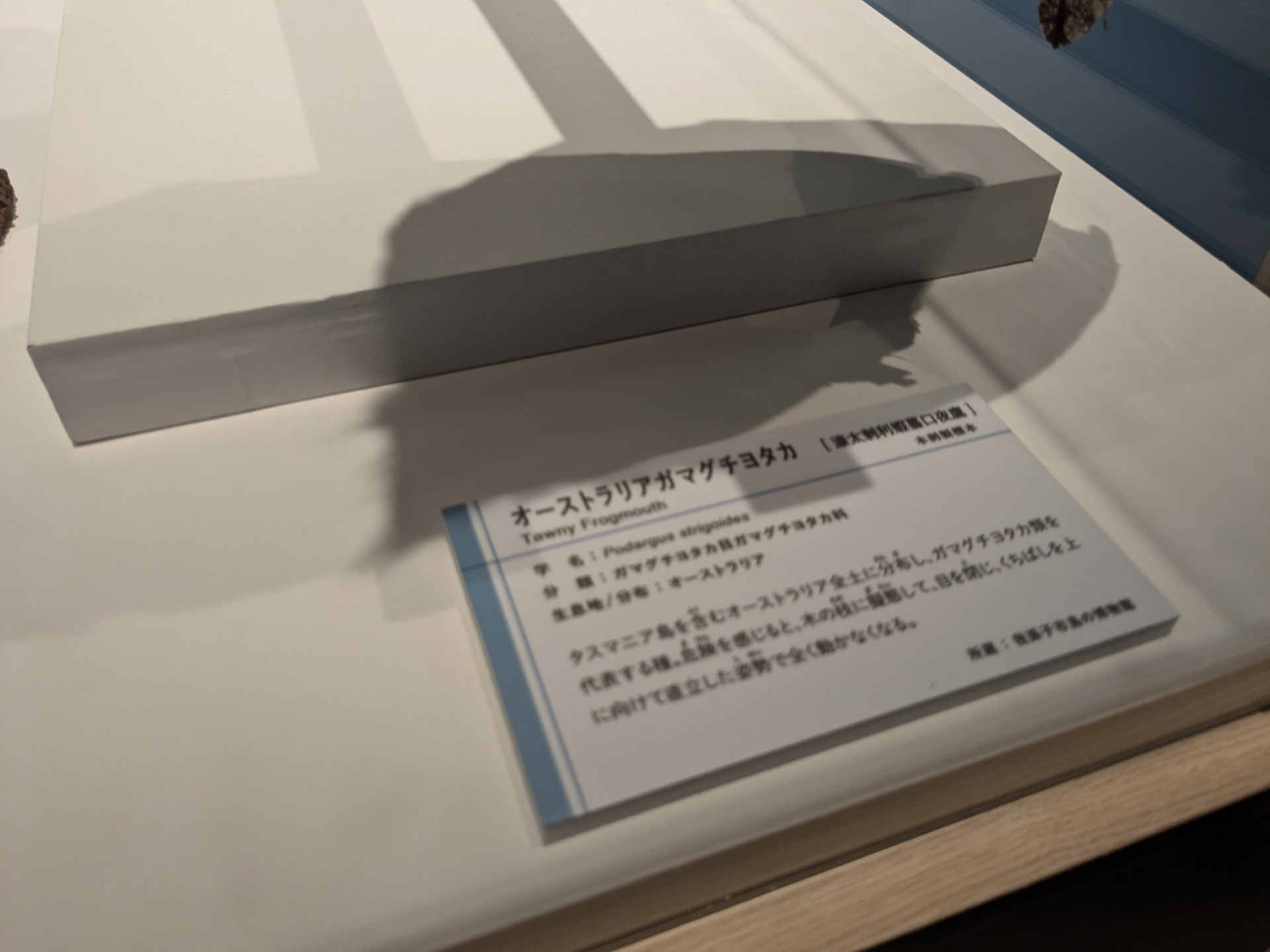 オーストラリアガマグチヨタカ / イベント: 鳥 ～ゲノム解析が解き明かす新しい鳥類の系統～の写真