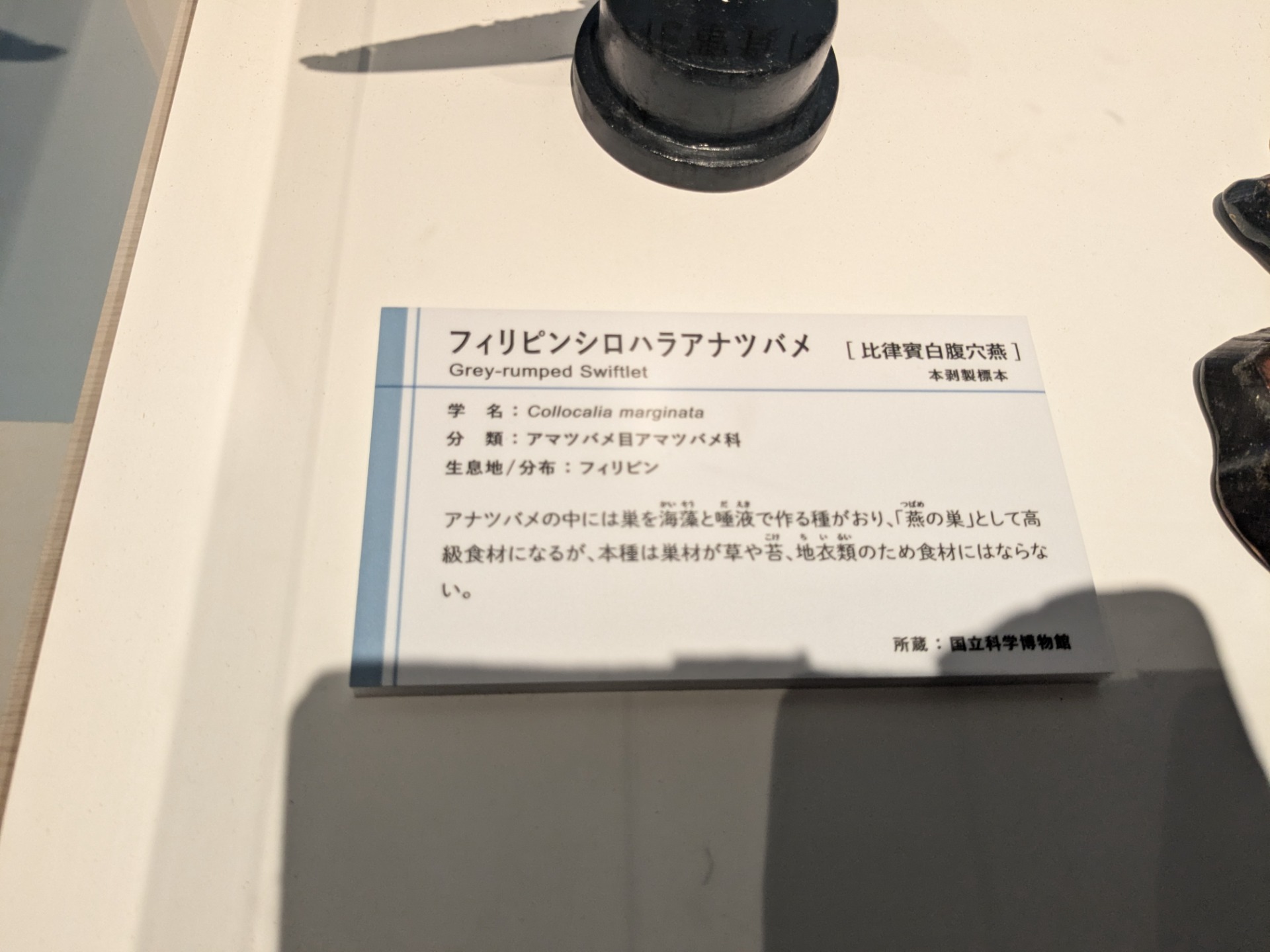 フィリピンシロハラアナツバメ / イベント: 鳥 ～ゲノム解析が解き明かす新しい鳥類の系統～の写真