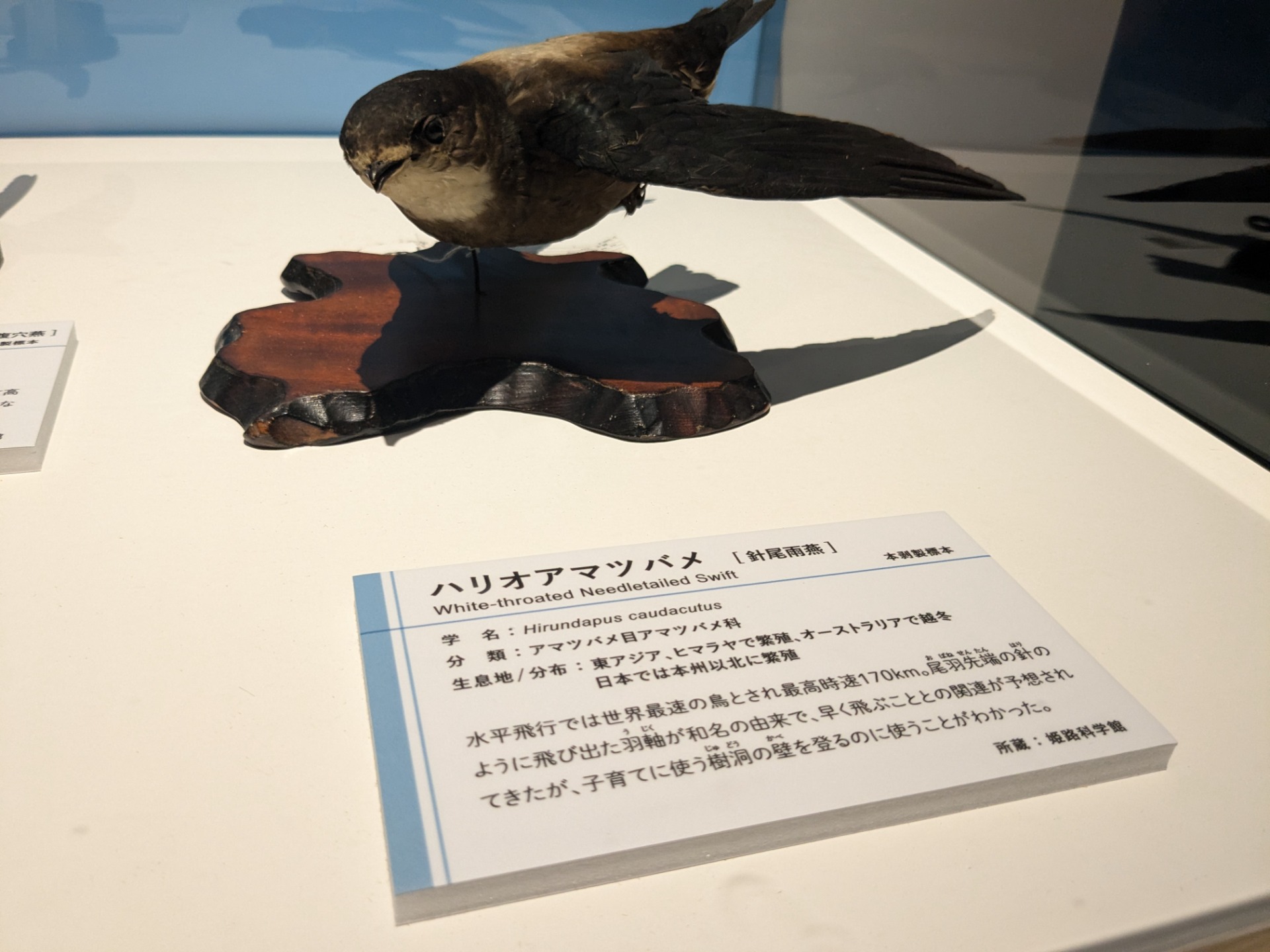 ハリオアマツバメ / イベント: 鳥 ～ゲノム解析が解き明かす新しい鳥類の系統～の写真