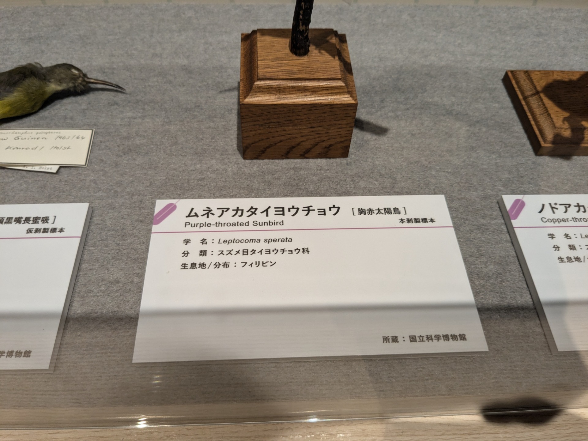 ムネアカタイヨウチョウ / イベント: 鳥 ～ゲノム解析が解き明かす新しい鳥類の系統～の写真
