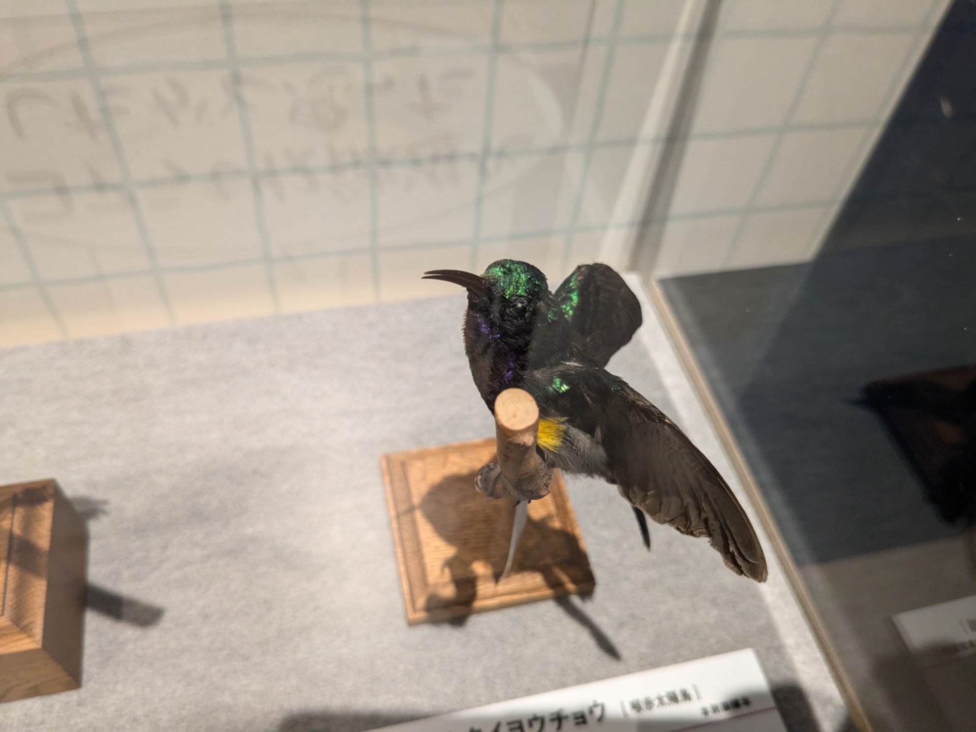 ノドアカタイヨウチョウ / イベント: 鳥 ～ゲノム解析が解き明かす新しい鳥類の系統～の写真