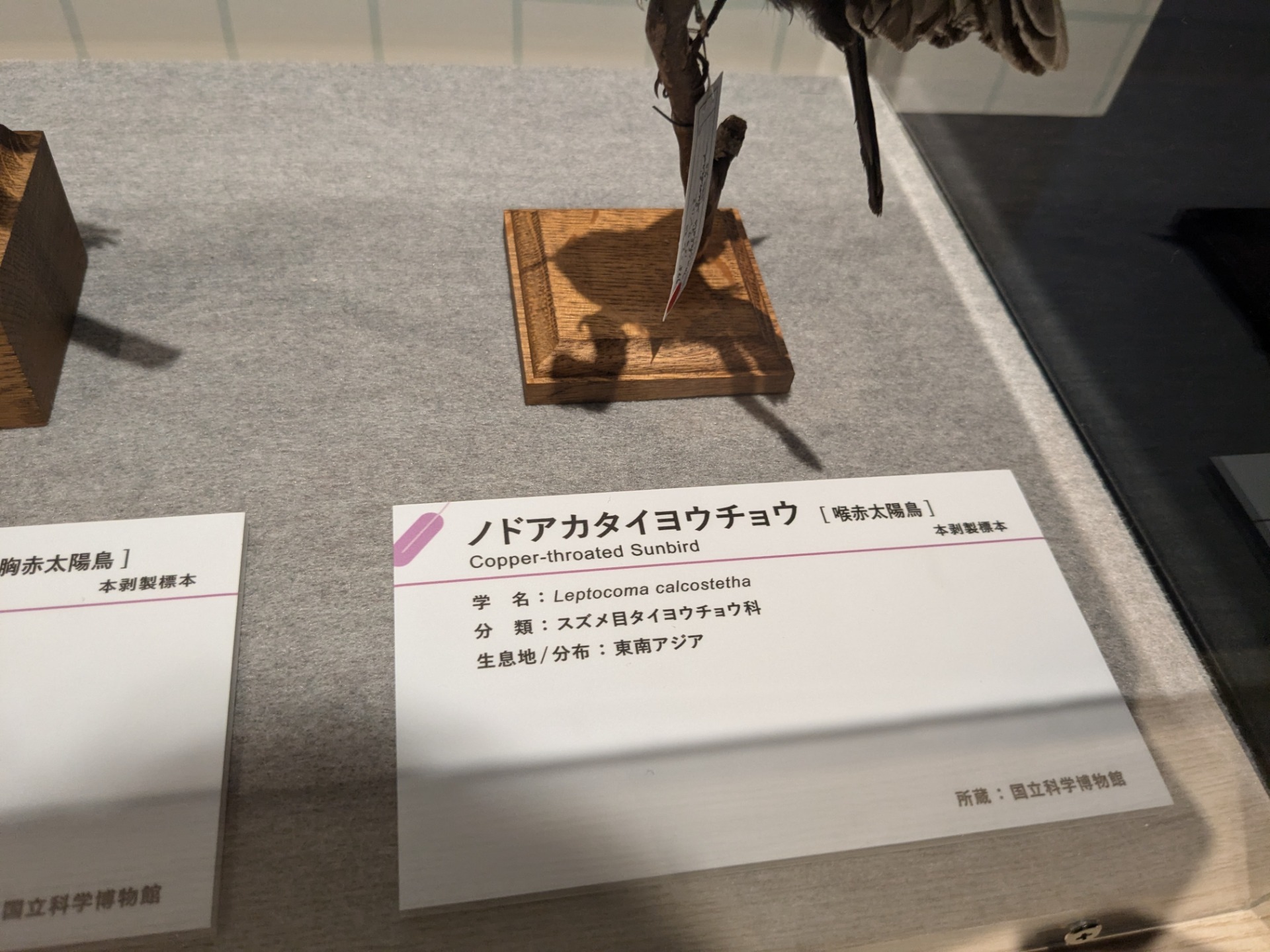 ノドアカタイヨウチョウ / イベント: 鳥 ～ゲノム解析が解き明かす新しい鳥類の系統～の写真