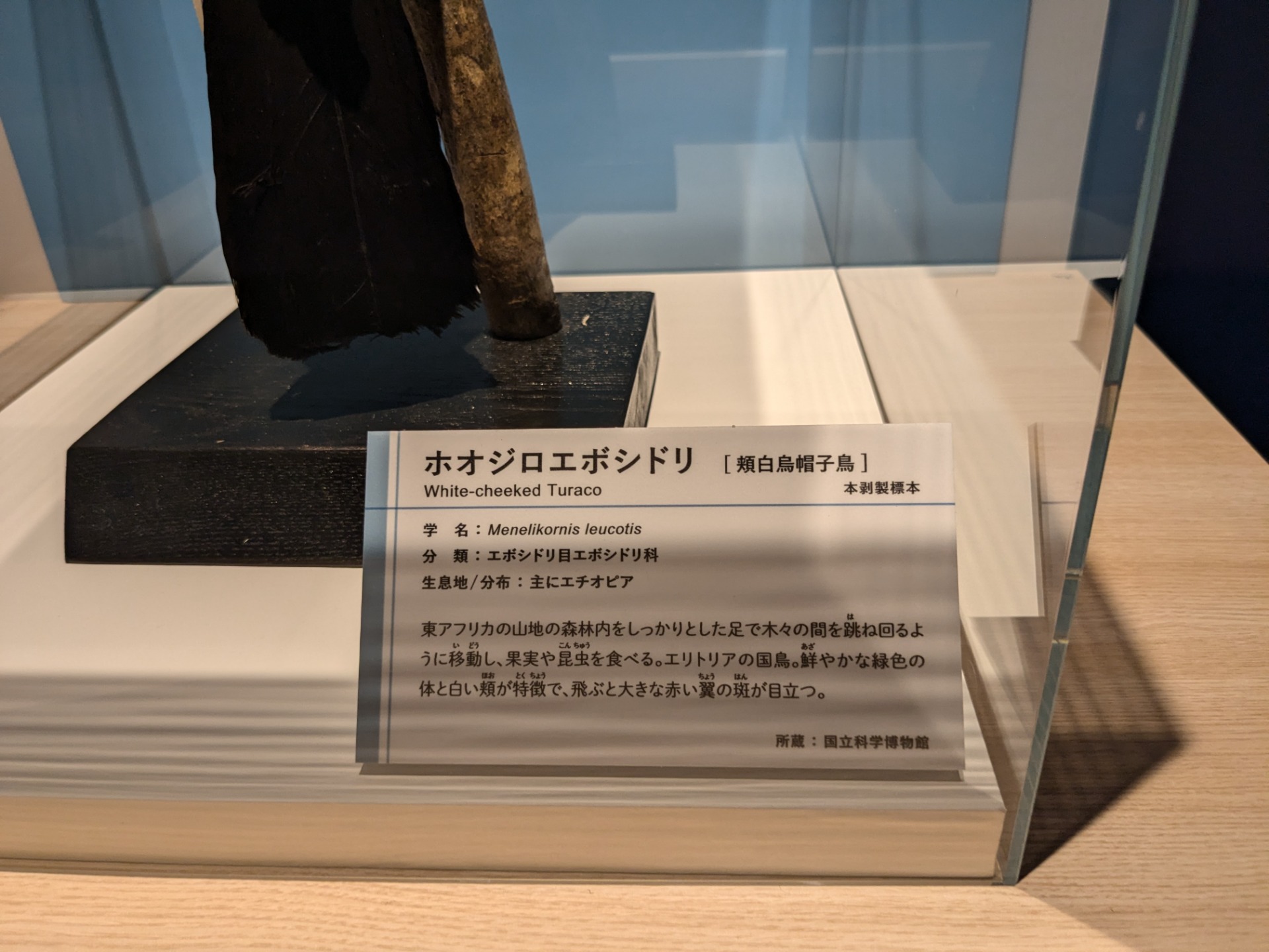 ホオジロエボシドリ / イベント: 鳥 ～ゲノム解析が解き明かす新しい鳥類の系統～の写真
