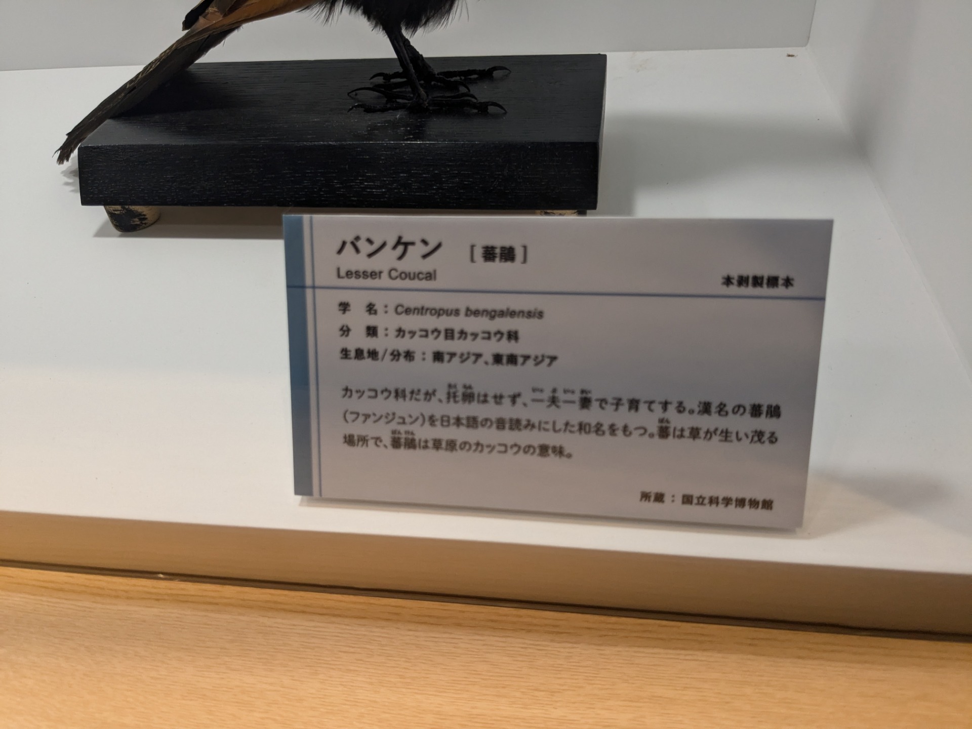 バンケン / イベント: 鳥 ～ゲノム解析が解き明かす新しい鳥類の系統～の写真