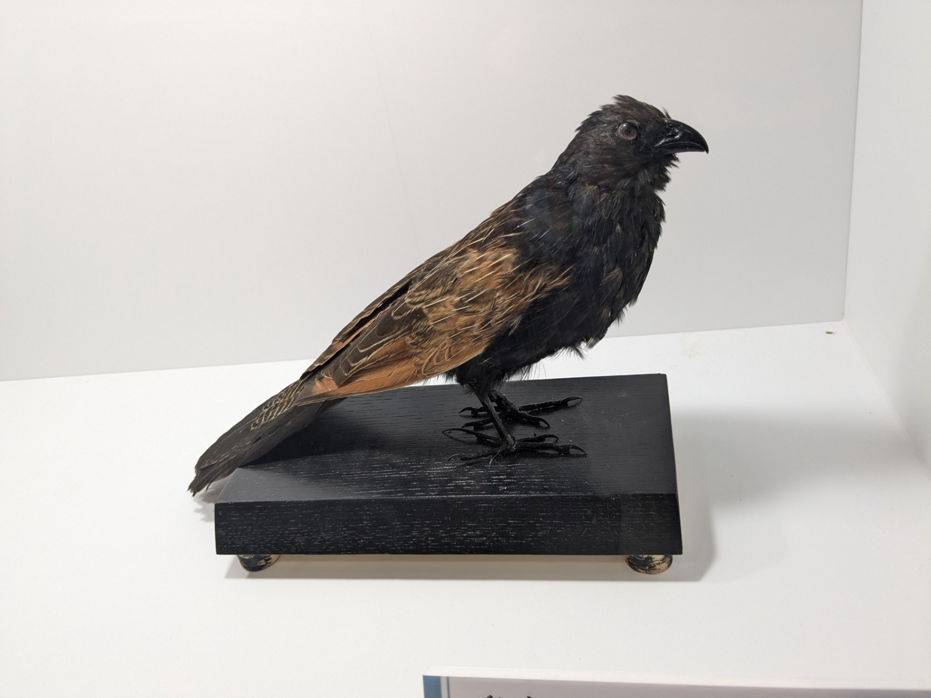 バンケン / イベント: 鳥 ～ゲノム解析が解き明かす新しい鳥類の系統～の写真