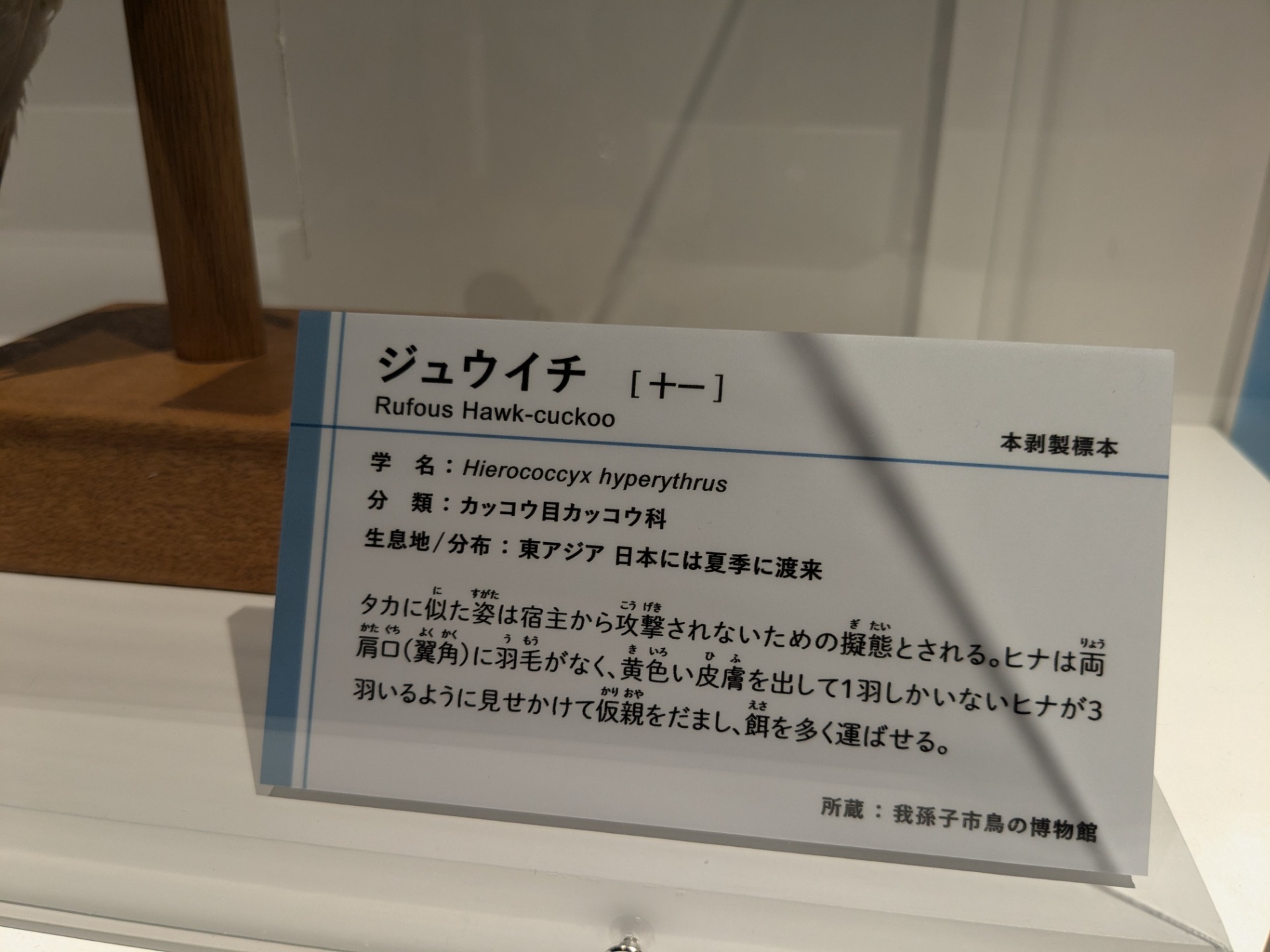 ジュウイチ / イベント: 鳥 ～ゲノム解析が解き明かす新しい鳥類の系統～の写真