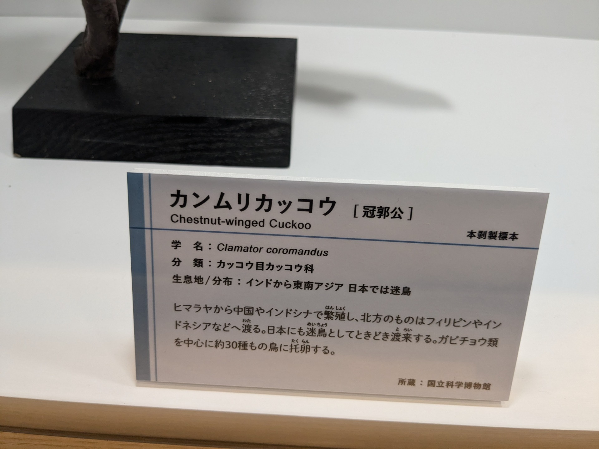 カンムリカッコウ / イベント: 鳥 ～ゲノム解析が解き明かす新しい鳥類の系統～の写真