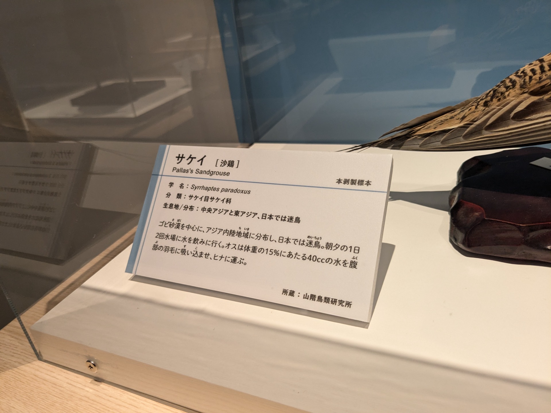 サケイ / イベント: 鳥 ～ゲノム解析が解き明かす新しい鳥類の系統～の写真