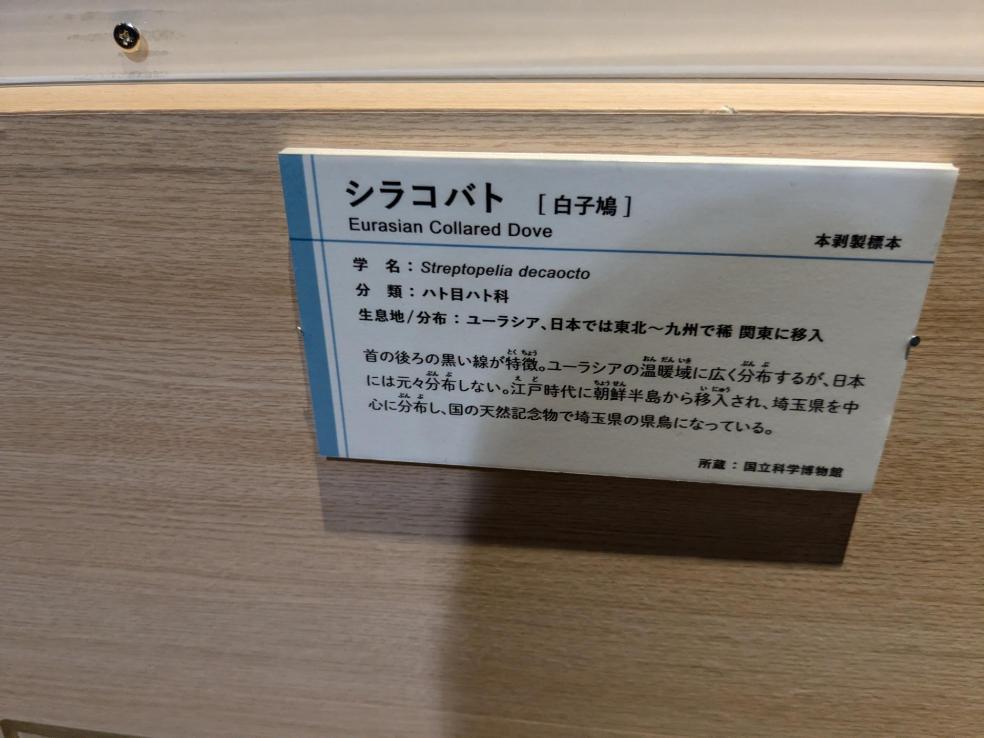シラコバト / イベント: 鳥 ～ゲノム解析が解き明かす新しい鳥類の系統～の写真