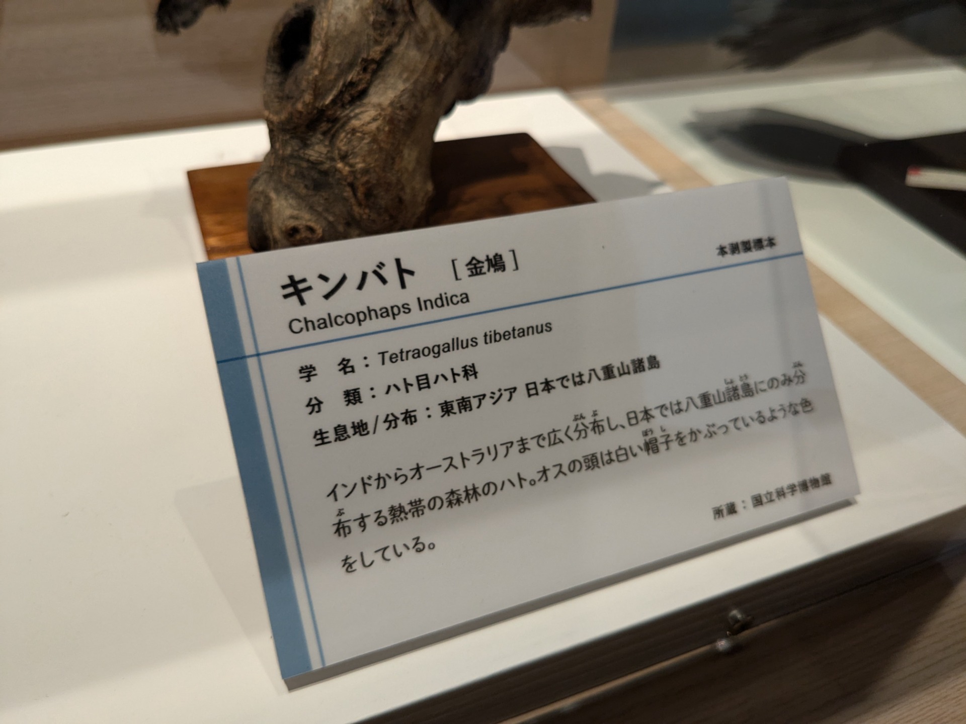 キンバト / イベント: 鳥 ～ゲノム解析が解き明かす新しい鳥類の系統～の写真