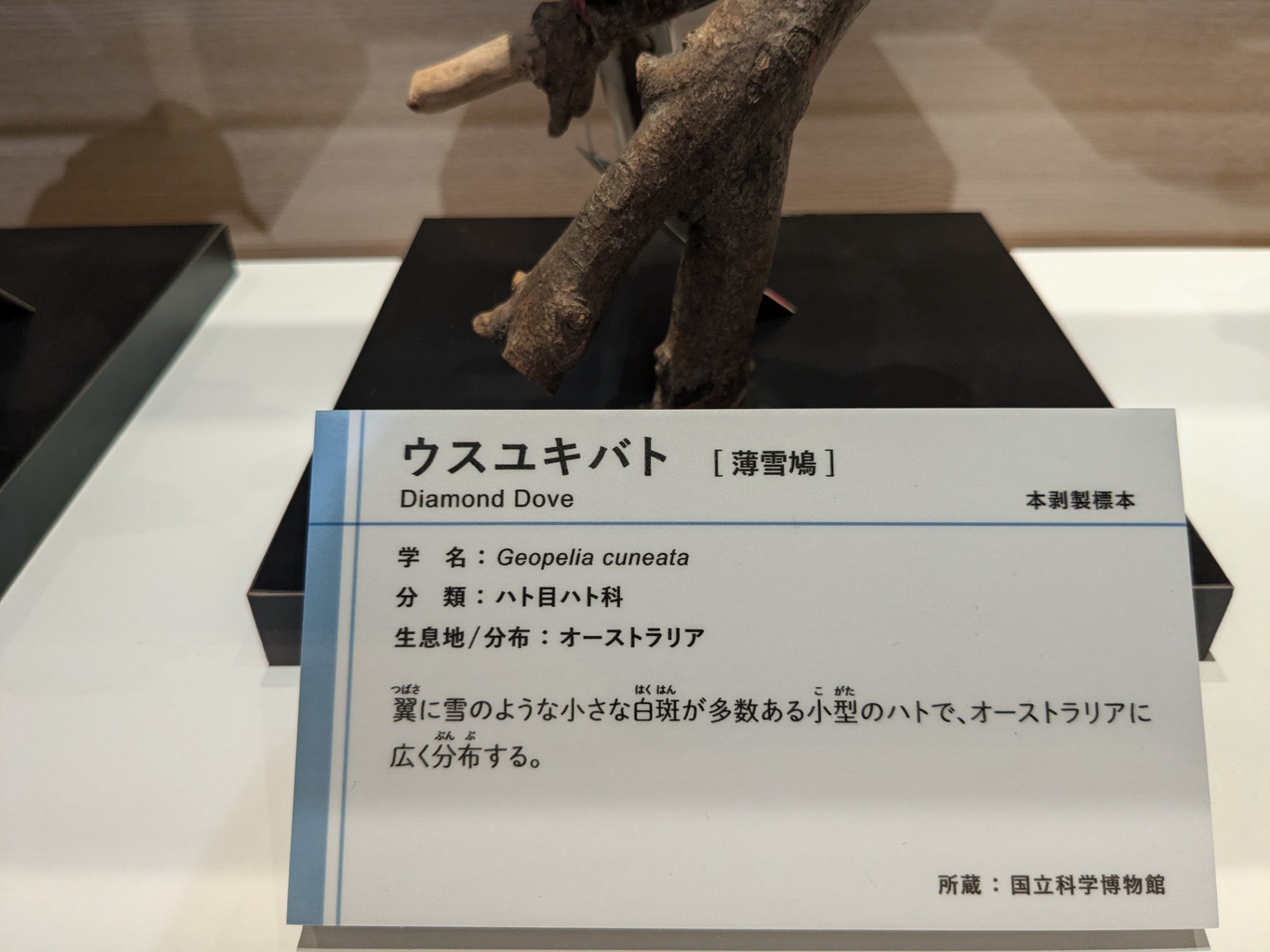 ウスユキバト / イベント: 鳥 ～ゲノム解析が解き明かす新しい鳥類の系統～の写真