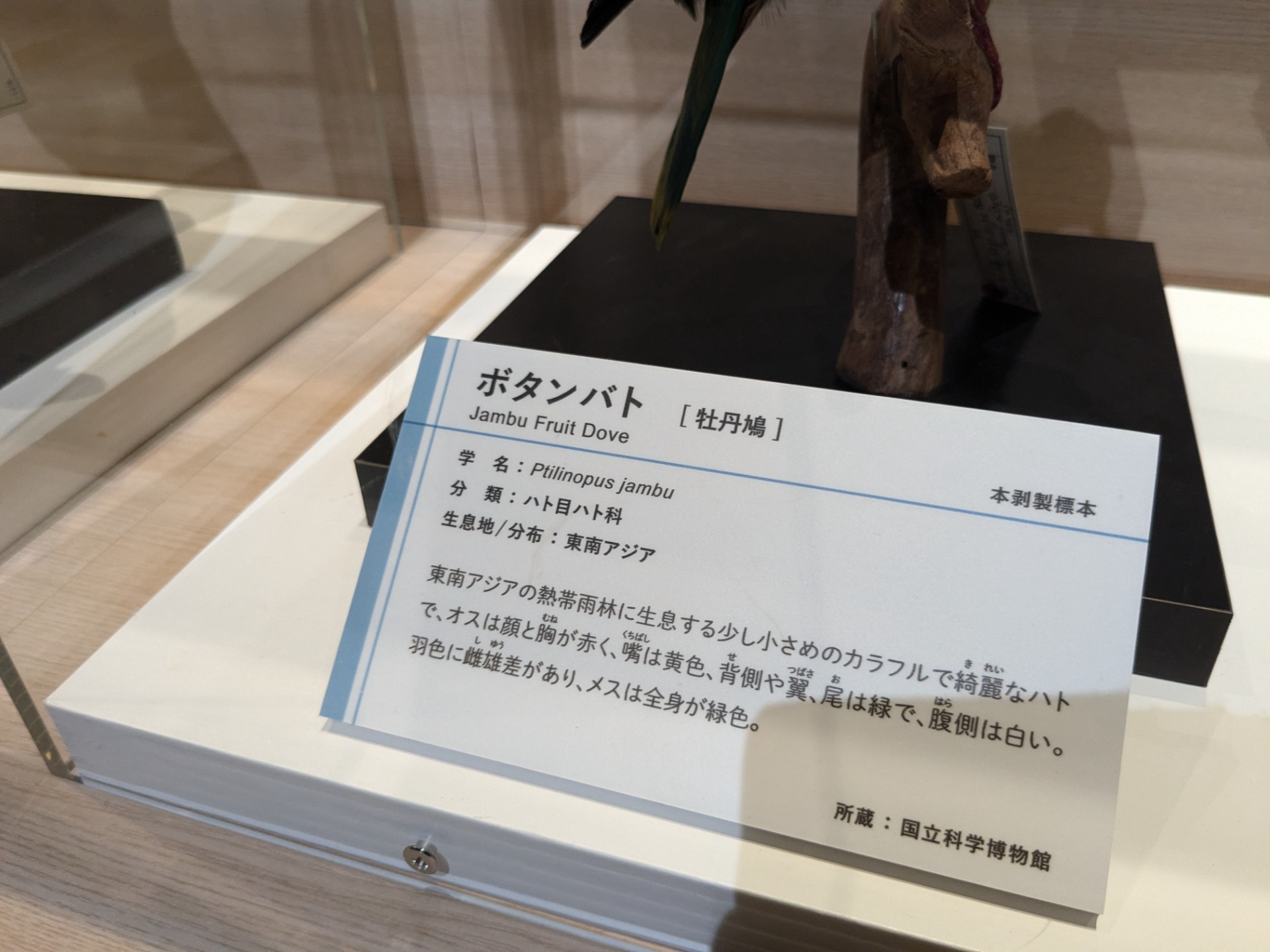 ボタンバト / イベント: 鳥 ～ゲノム解析が解き明かす新しい鳥類の系統～の写真