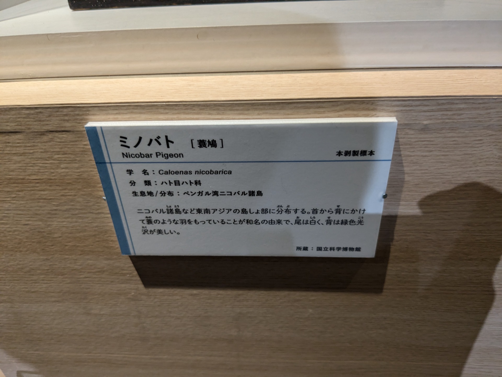ミノバト / イベント: 鳥 ～ゲノム解析が解き明かす新しい鳥類の系統～の写真