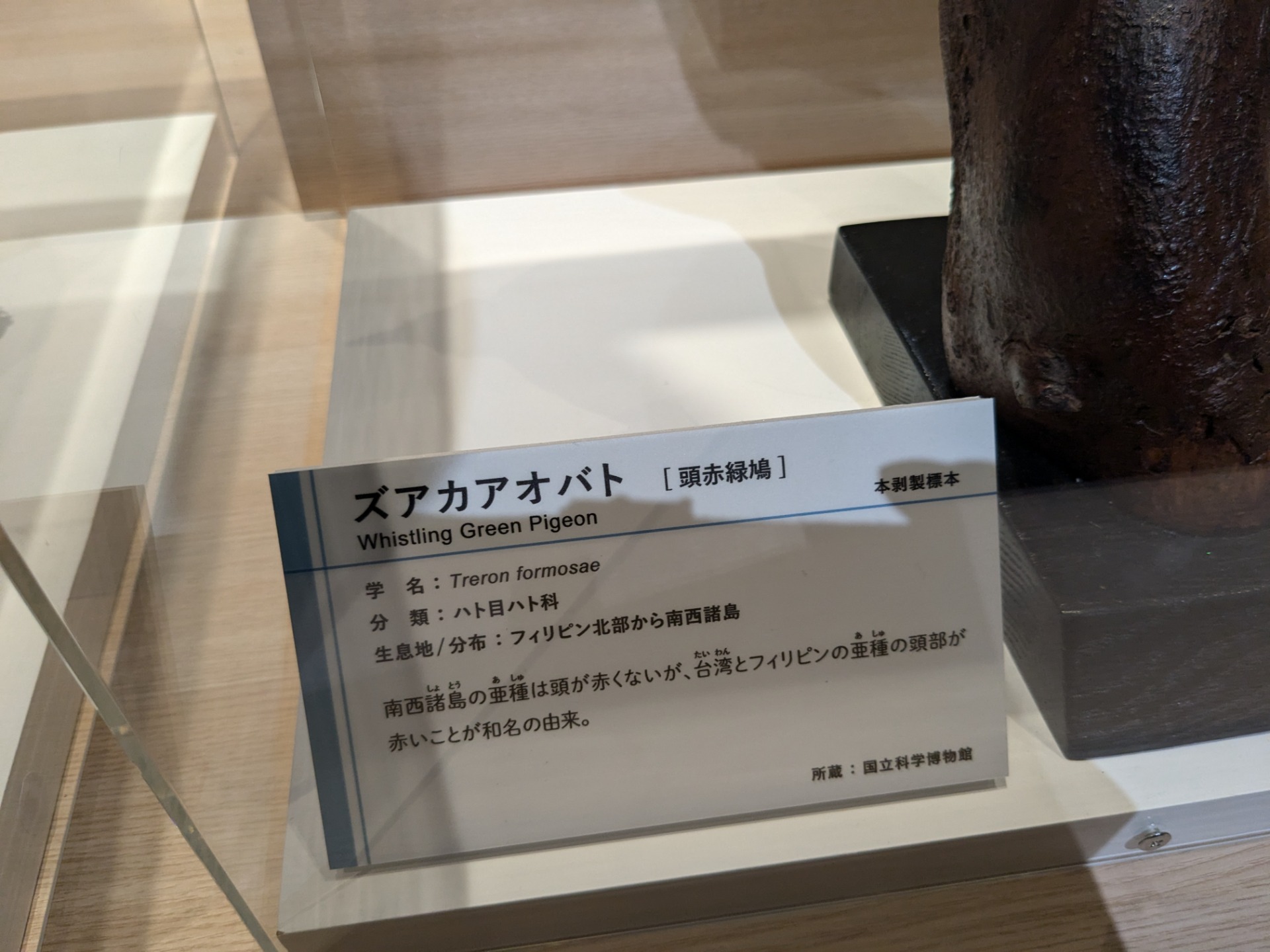 ズアカアオバト / イベント: 鳥 ～ゲノム解析が解き明かす新しい鳥類の系統～の写真