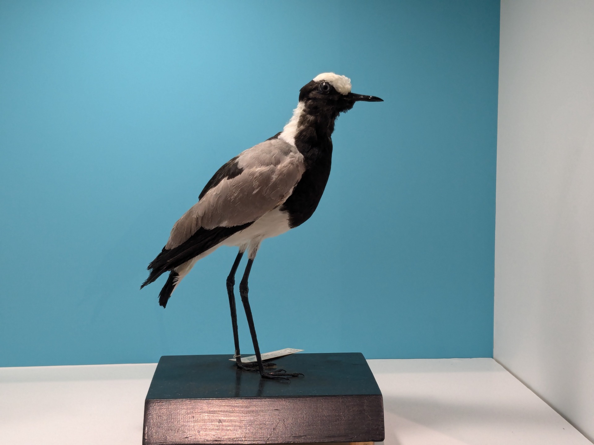 シロクロゲリ / イベント: 鳥 ～ゲノム解析が解き明かす新しい鳥類の系統～の写真