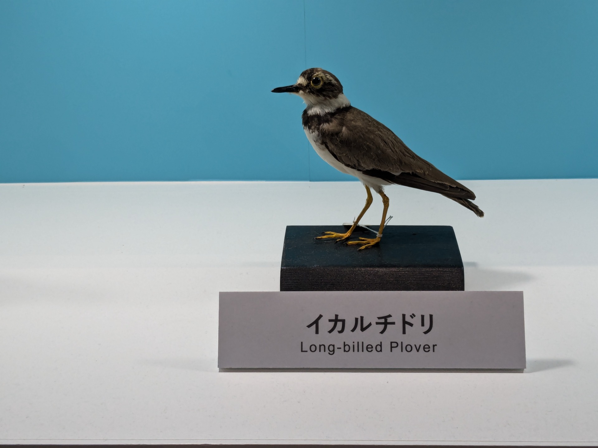 イカルチドリ / イベント: 鳥 ～ゲノム解析が解き明かす新しい鳥類の系統～の写真