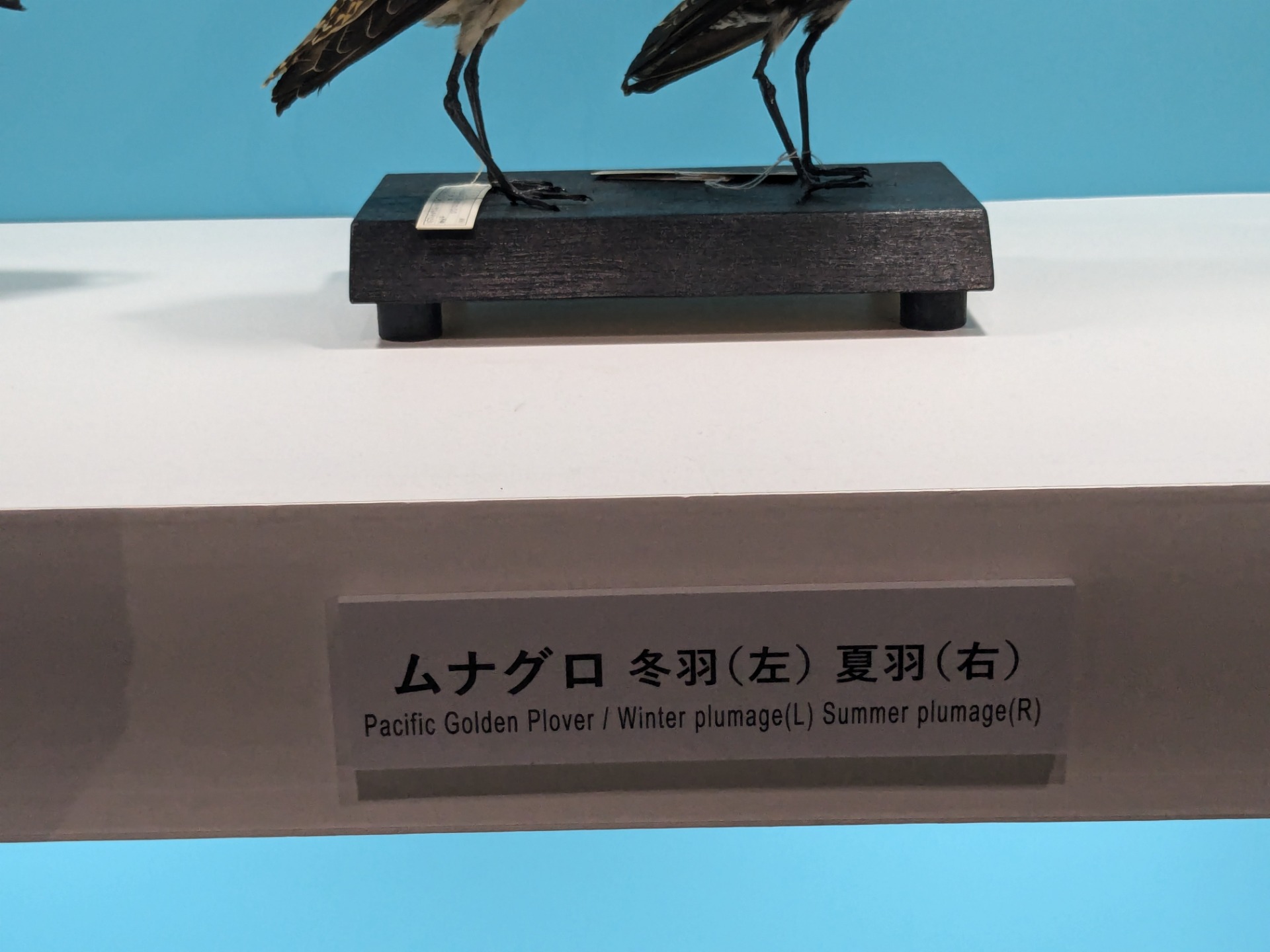 ムナグロ / イベント: 鳥 ～ゲノム解析が解き明かす新しい鳥類の系統～の写真