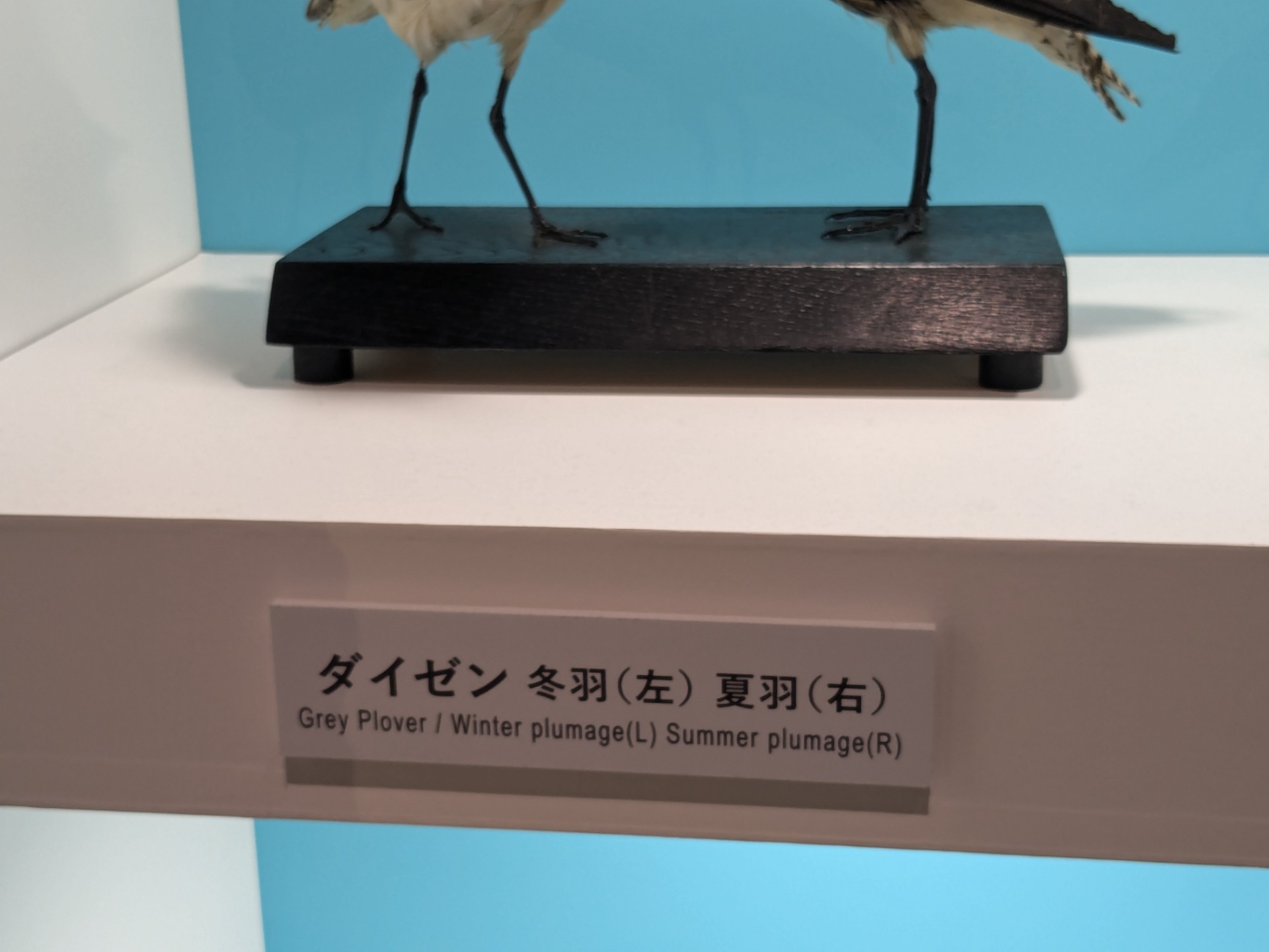 ダイゼン / イベント: 鳥 ～ゲノム解析が解き明かす新しい鳥類の系統～の写真