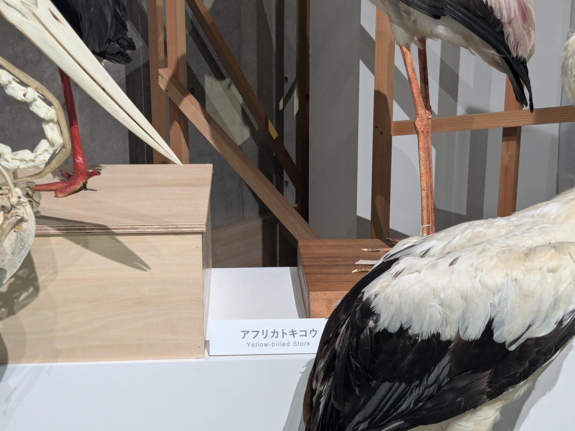 アフリカトキコウ / イベント: 鳥 ～ゲノム解析が解き明かす新しい鳥類の系統～の写真