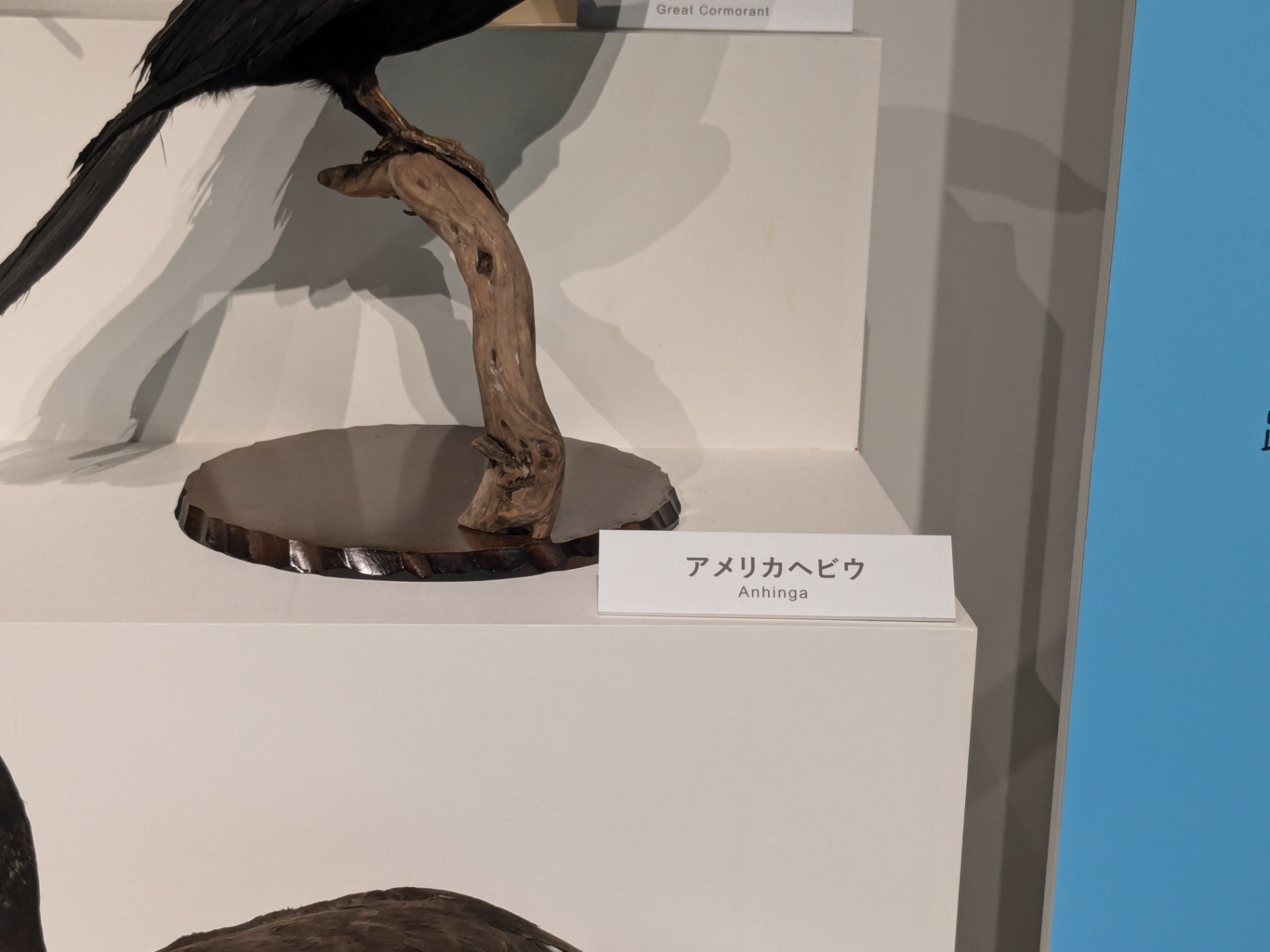 アメリカヘビウ / イベント: 鳥 ～ゲノム解析が解き明かす新しい鳥類の系統～の写真