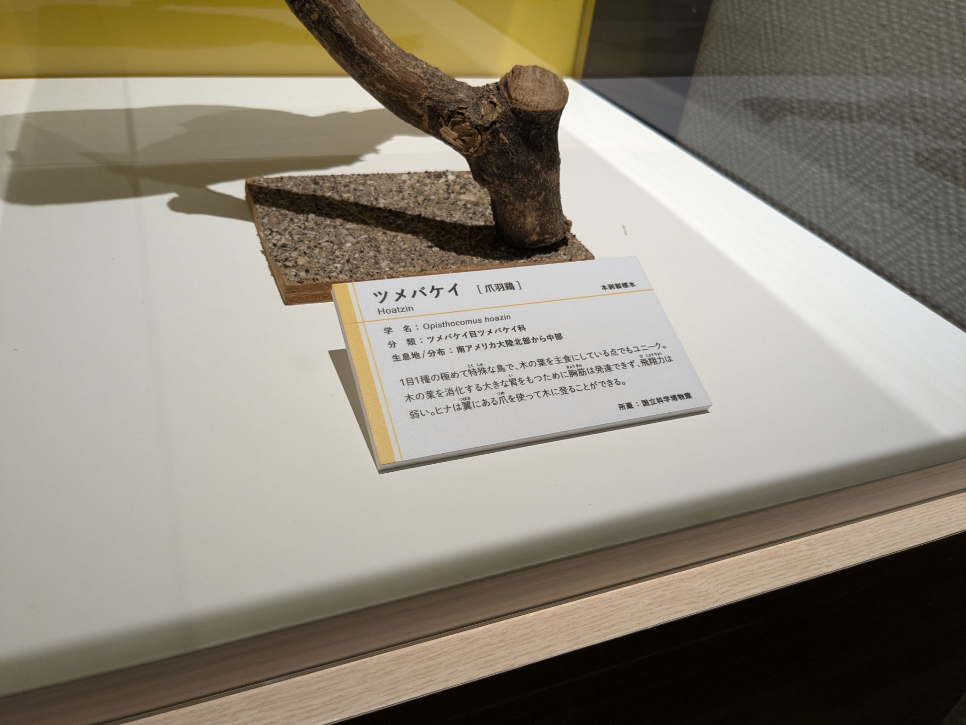 ツメバケイ / イベント: 鳥 ～ゲノム解析が解き明かす新しい鳥類の系統～の写真