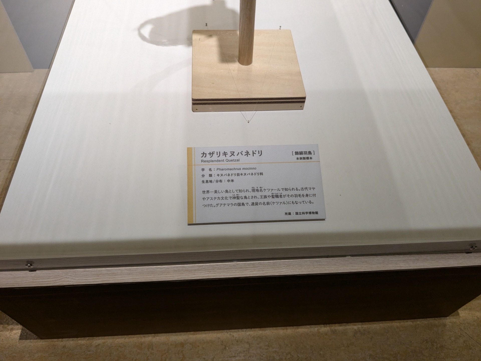 カザリキヌバネドリ / イベント: 鳥 ～ゲノム解析が解き明かす新しい鳥類の系統～の写真