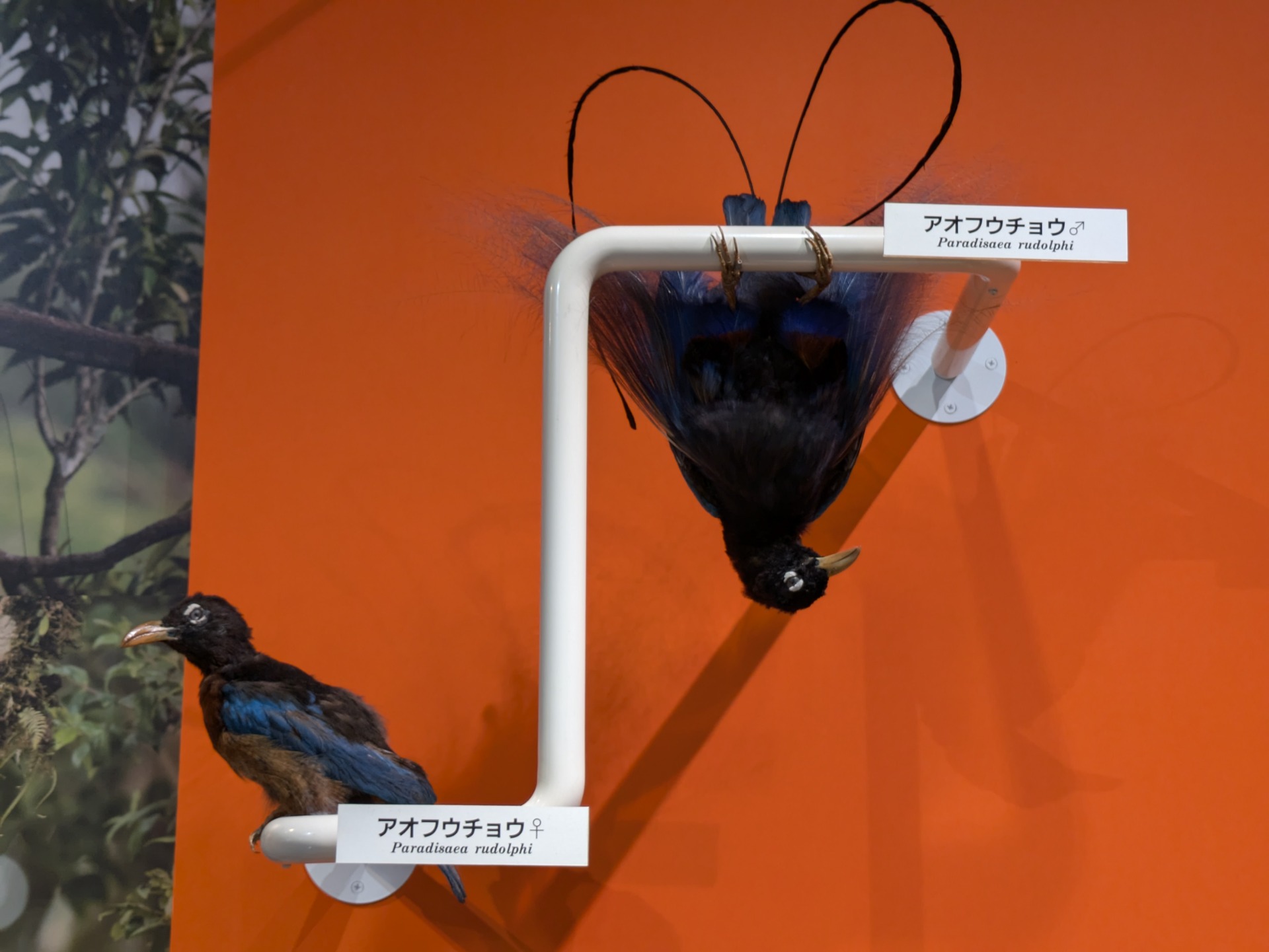 アオフウチョウ / イベント: 鳥 ～ゲノム解析が解き明かす新しい鳥類の系統～の写真