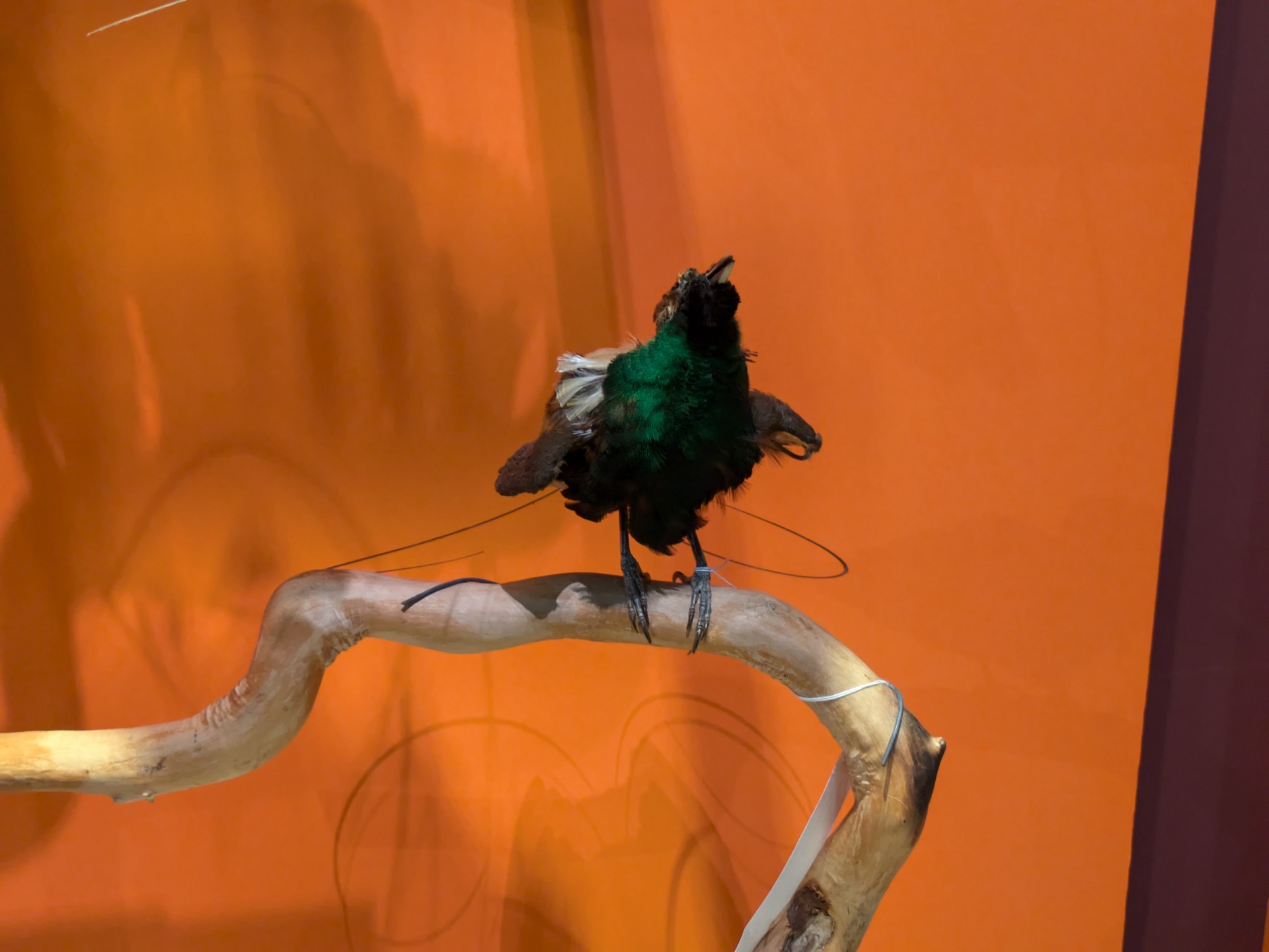 キンミノフウチョウ / イベント: 鳥 ～ゲノム解析が解き明かす新しい鳥類の系統～の写真