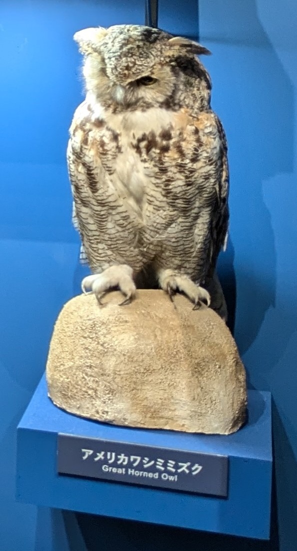 アメリカワシミミズク / イベント: 鳥 ～ゲノム解析が解き明かす新しい鳥類の系統～の写真