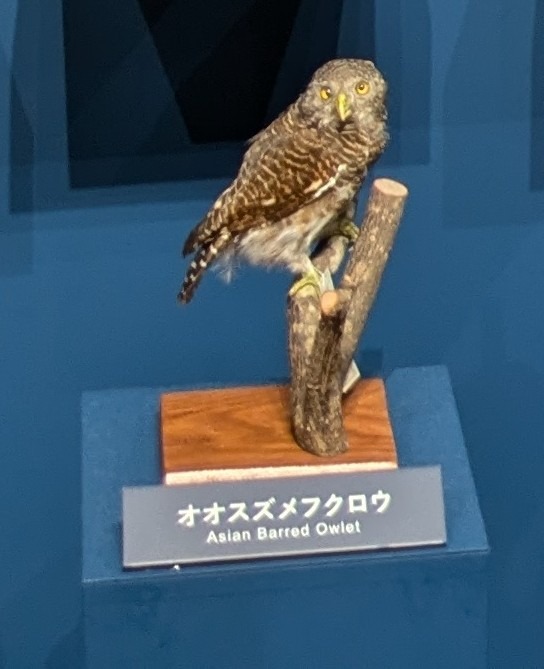 オオスズメフクロウ / イベント: 鳥 ～ゲノム解析が解き明かす新しい鳥類の系統～の写真