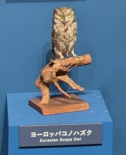 ヨーロッパコノハズク / イベント: 鳥 ～ゲノム解析が解き明かす新しい鳥類の系統～の写真