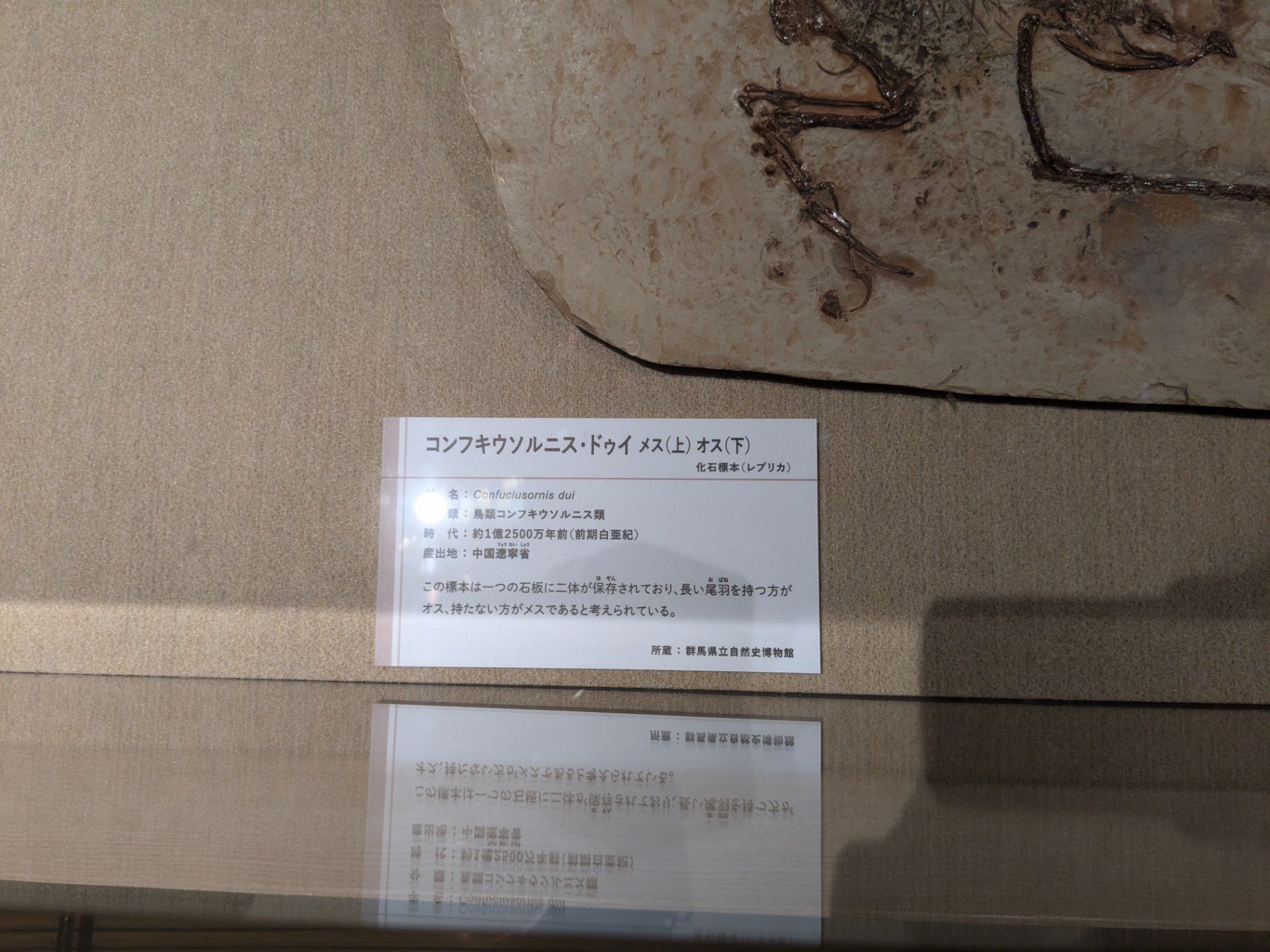 コンフキウソルニス / イベント: 鳥 ～ゲノム解析が解き明かす新しい鳥類の系統～の写真