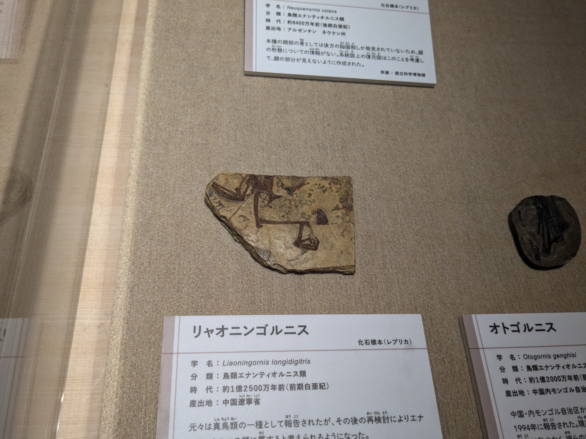 リャオニンゴルニス / イベント: 鳥 ～ゲノム解析が解き明かす新しい鳥類の系統～の写真
