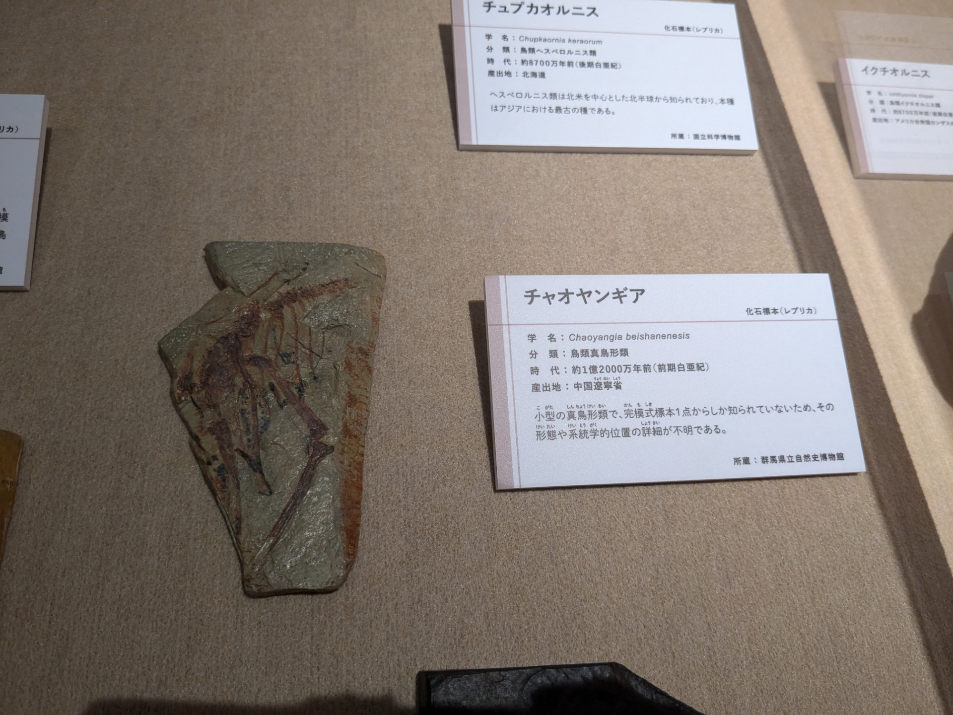 チャオヤンギア / イベント: 鳥 ～ゲノム解析が解き明かす新しい鳥類の系統～の写真