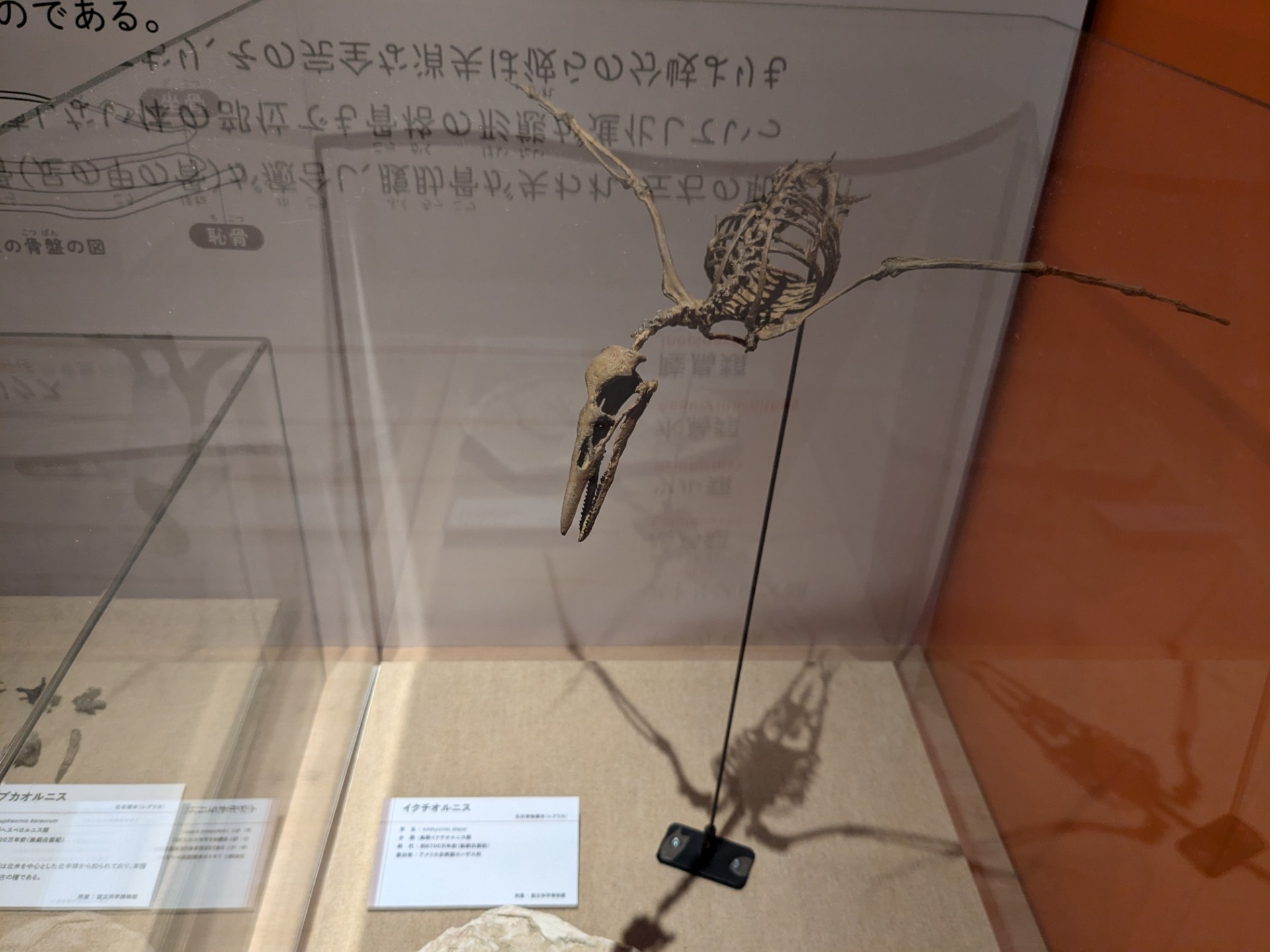 イクチオルニス / イベント: 鳥 ～ゲノム解析が解き明かす新しい鳥類の系統～の写真