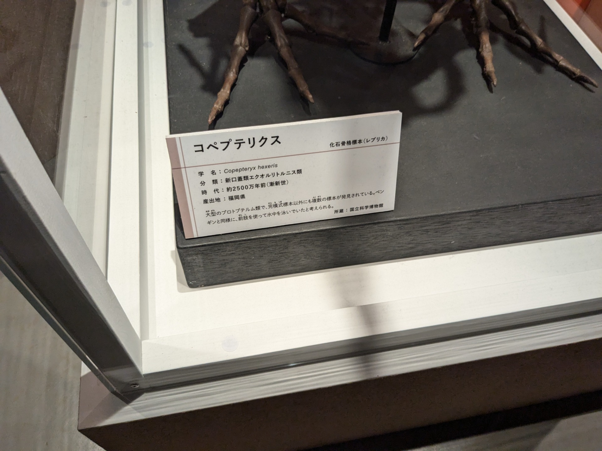 コペプテリクス / イベント: 鳥 ～ゲノム解析が解き明かす新しい鳥類の系統～の写真