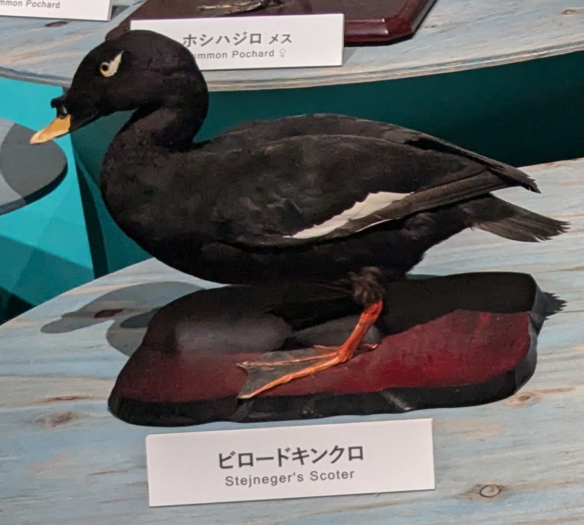 ビロードキンクロ / イベント: 鳥 ～ゲノム解析が解き明かす新しい鳥類の系統～の写真