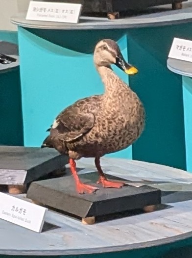 カルガモ / イベント: 鳥 ～ゲノム解析が解き明かす新しい鳥類の系統～の写真