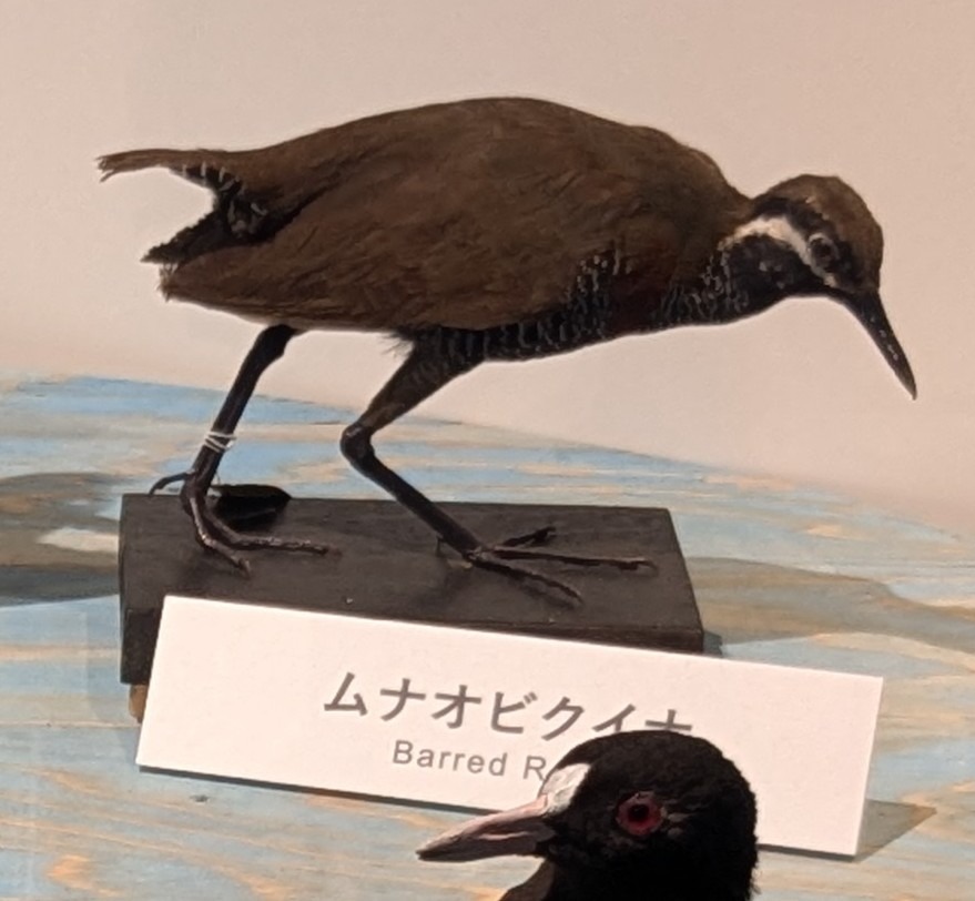 分類のヘッダー画像