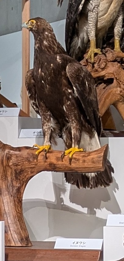 イヌワシ / イベント: 鳥 ～ゲノム解析が解き明かす新しい鳥類の系統～の写真
