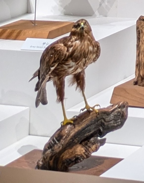 チュウヒ / イベント: 鳥 ～ゲノム解析が解き明かす新しい鳥類の系統～の写真