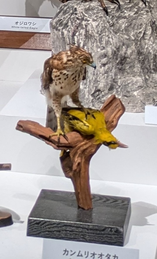 カンムリオオタカ / イベント: 鳥 ～ゲノム解析が解き明かす新しい鳥類の系統～の写真