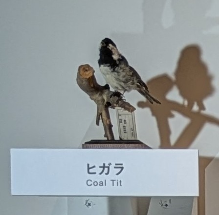 ヒガラのヘッダー画像