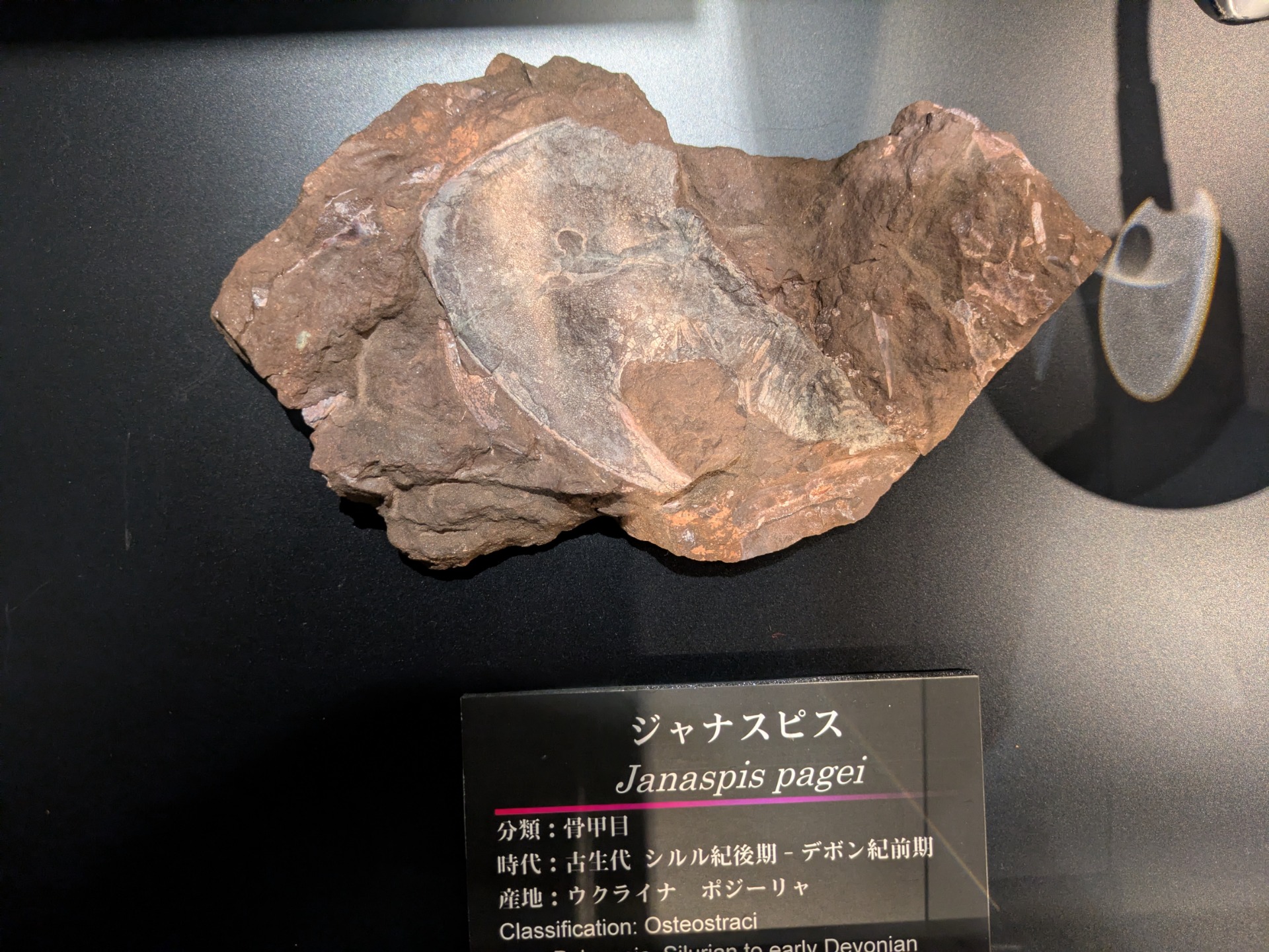 ジャナスピス / 撮影地: 学校法人城西大学水田記念博物館大石化石ギャラリーの写真