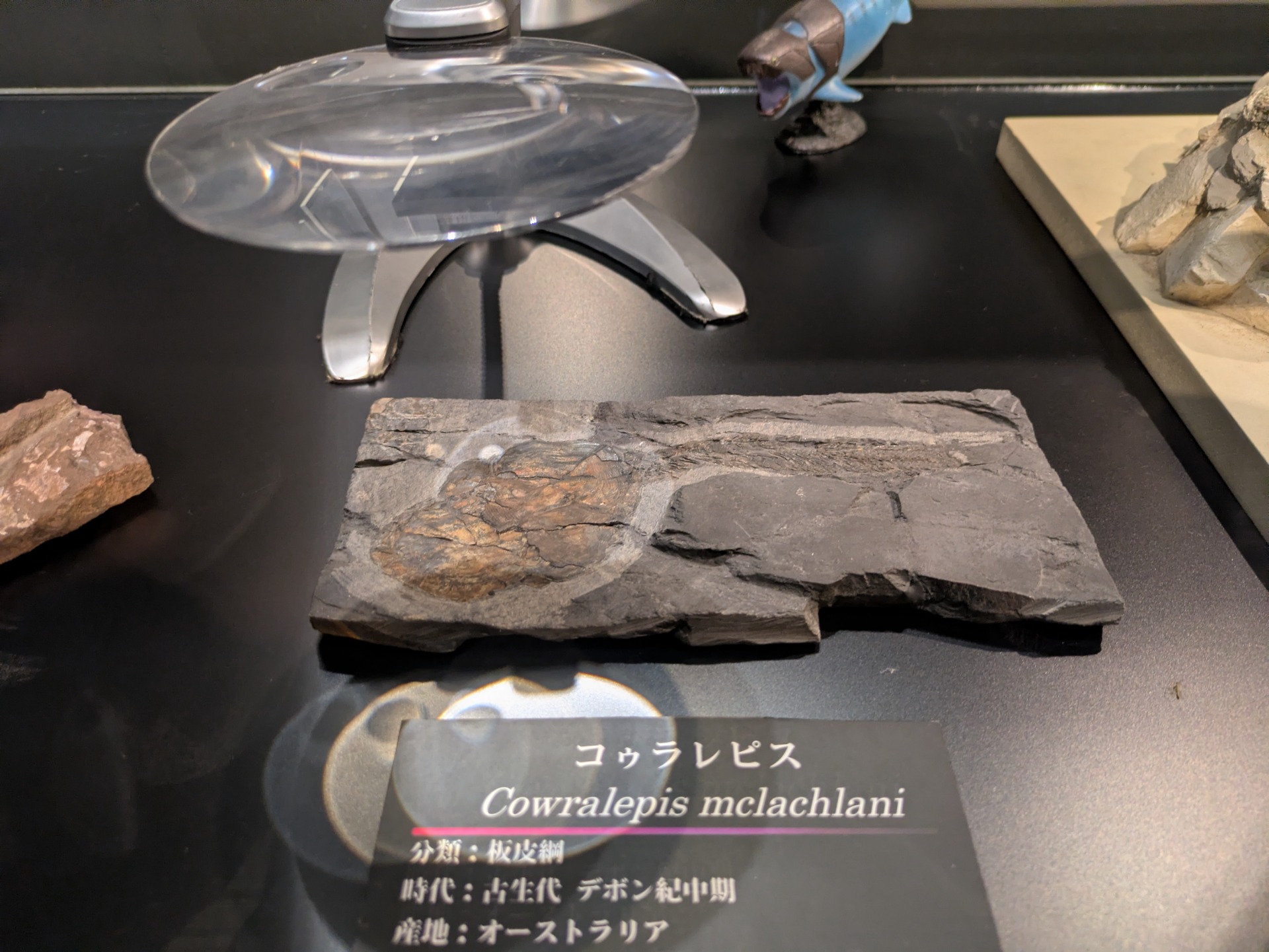 コゥラレピス / 撮影地: 学校法人城西大学水田記念博物館大石化石ギャラリーの写真