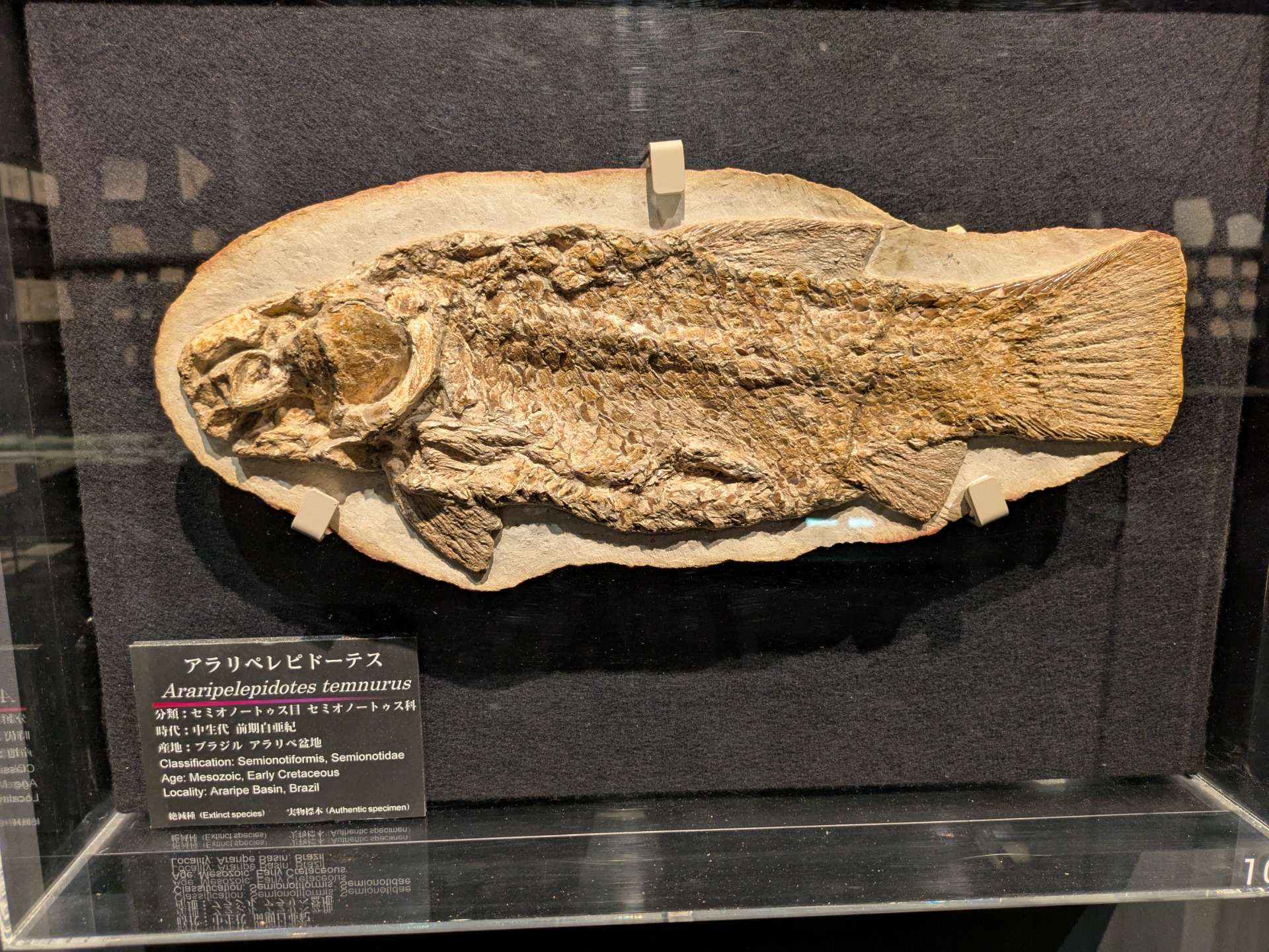 分類のヘッダー画像
